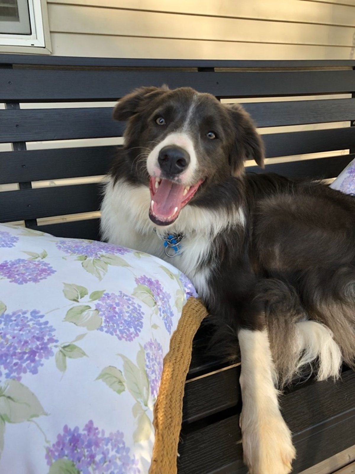 Willowcreek Border Collie Puppies | Border Collie Puppies in Canada
