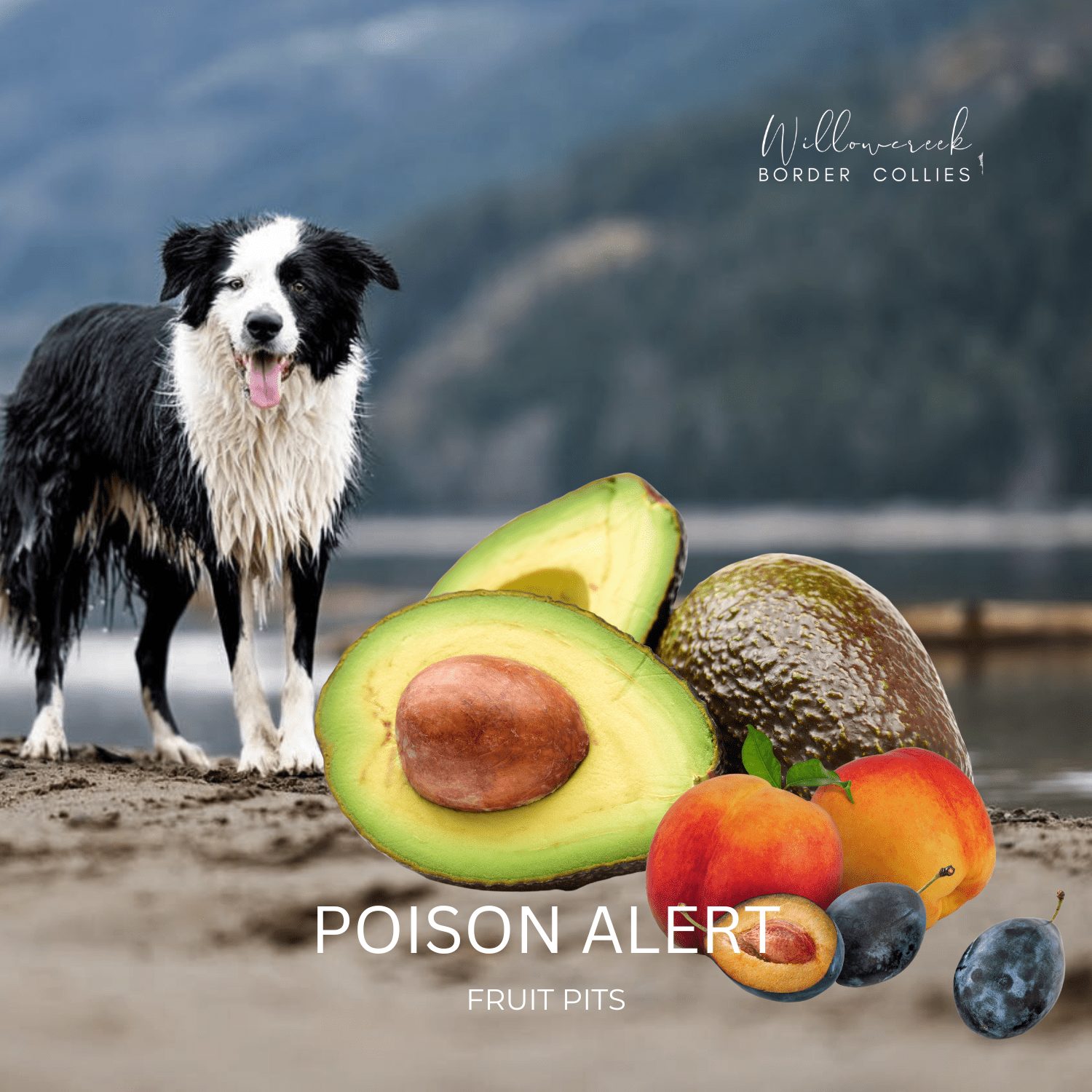 Fruit and Vegetable Pits Poisonous to Dogs