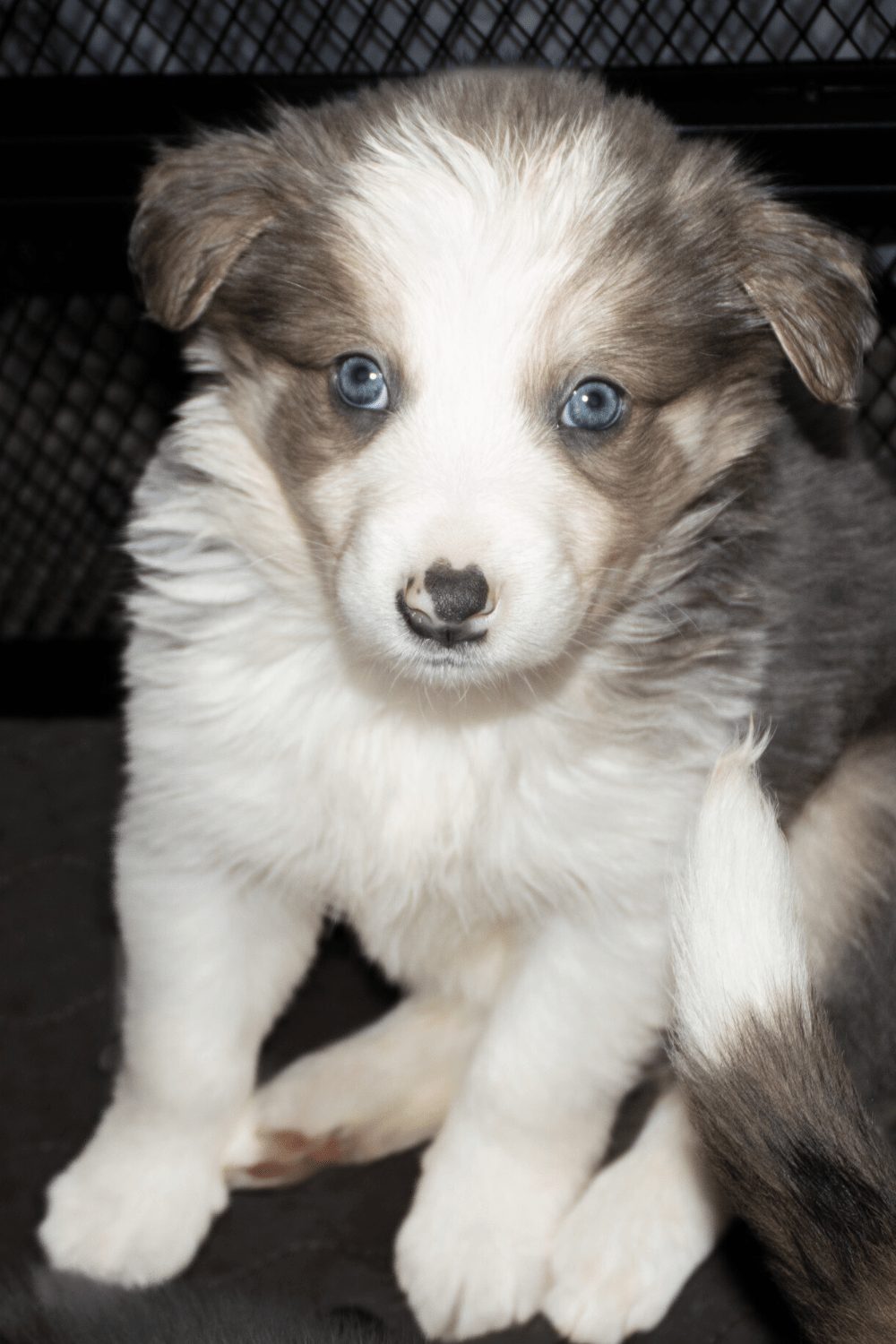 Willowcreek Border Collies | Border Collie Breeders in Canada
