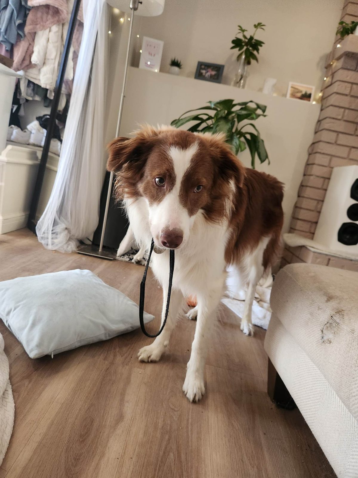 Available Border Collie Puppies