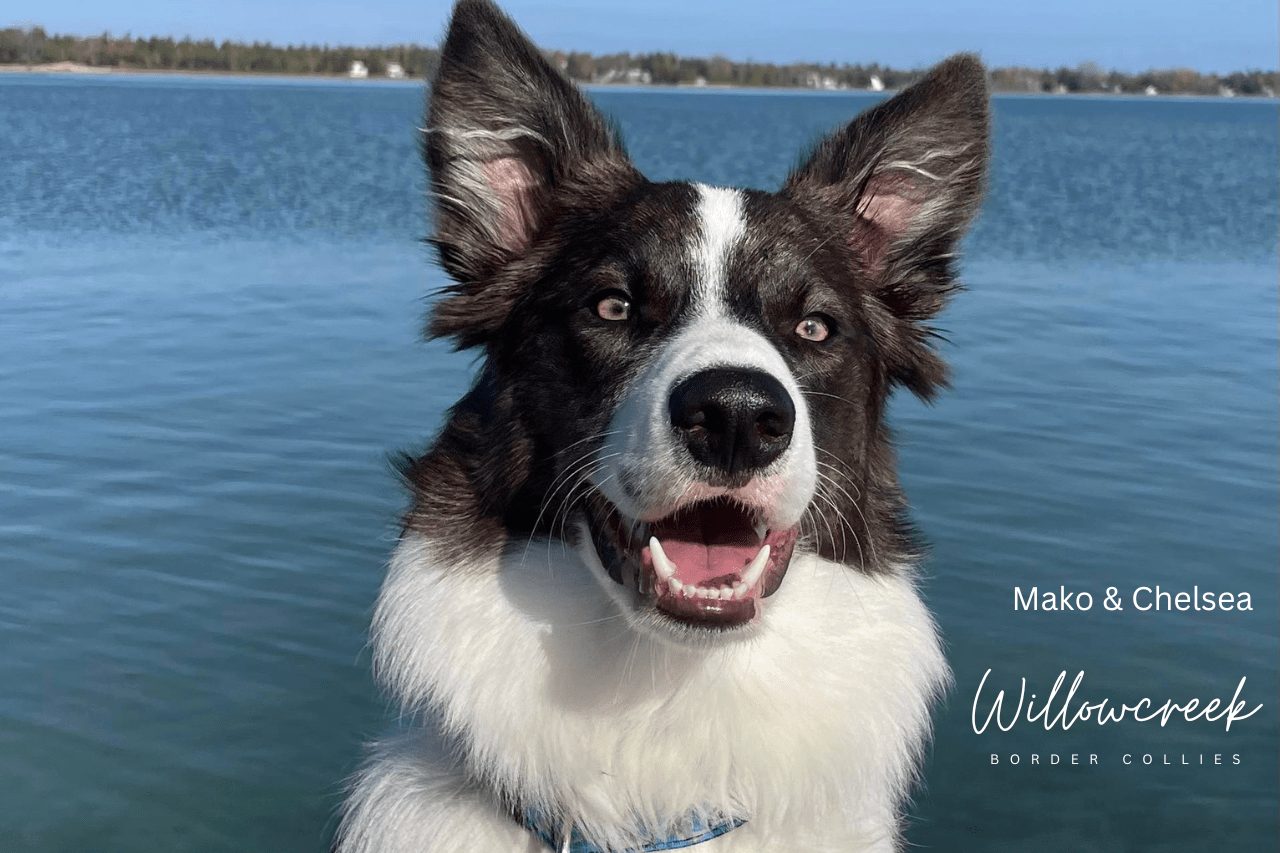 Best Border Collie Breeder
