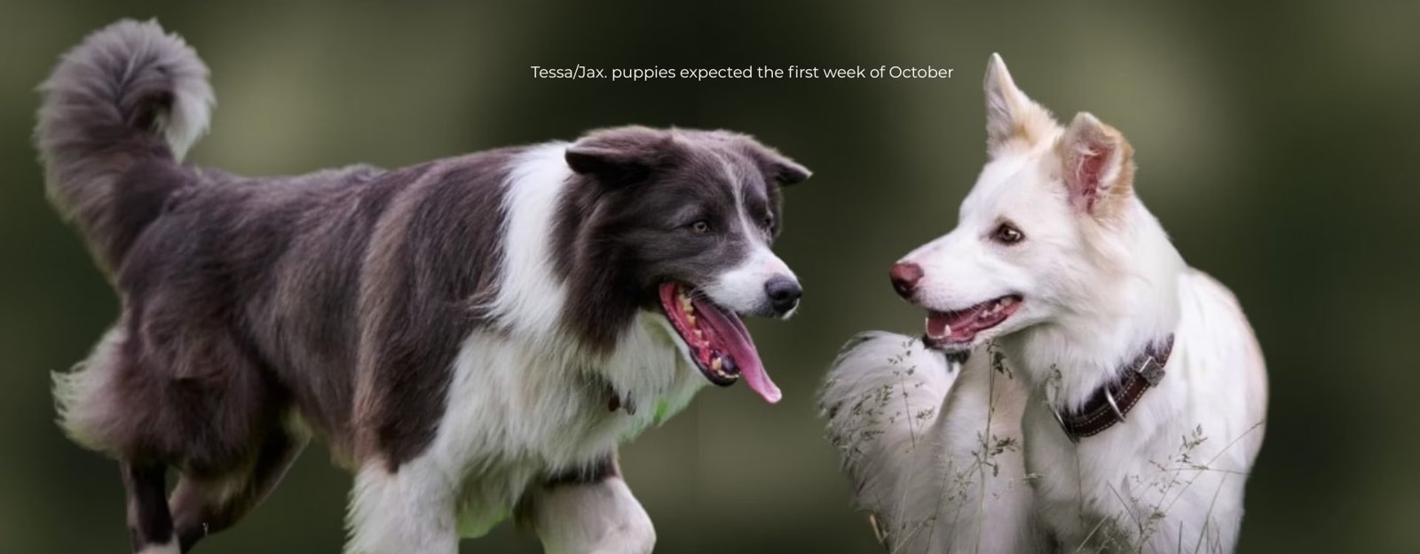 Willowcreek Border Collie puppy