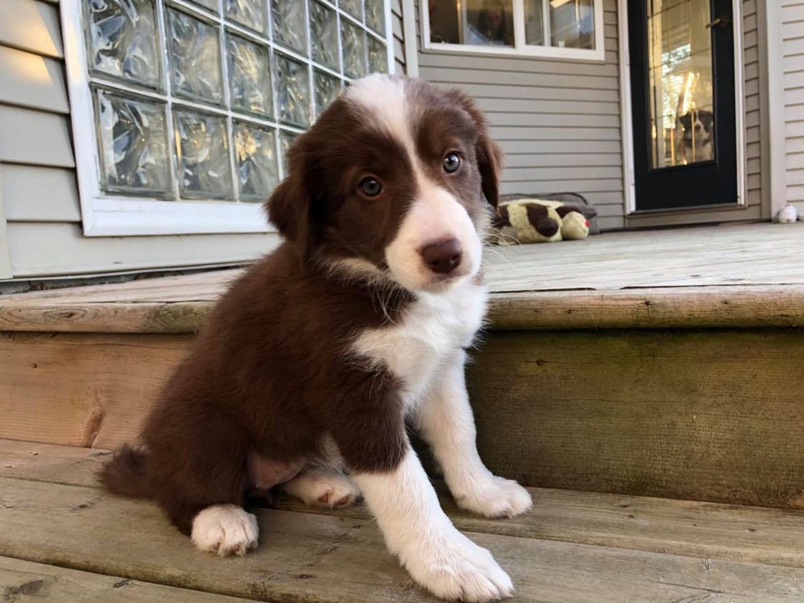 Willowcreek Border Collie Puppies | Border Collie Breeders in Canada
