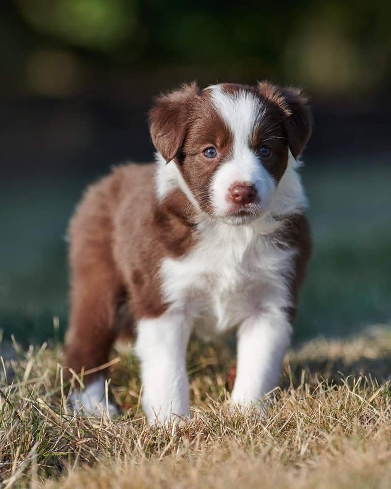 Willowcreek Border Collie Puppies | Border Collie Breeders in Canada