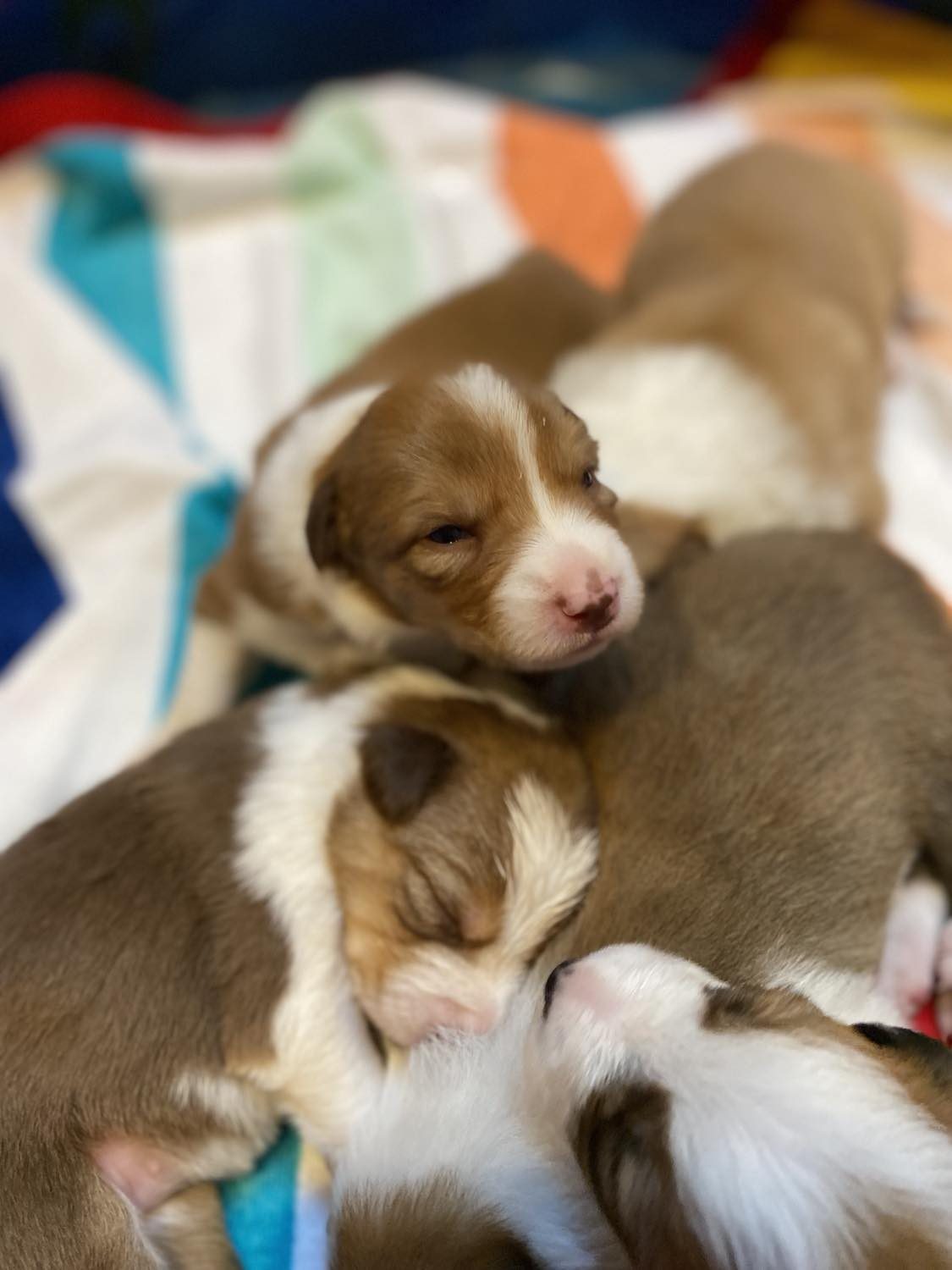 Willowcreek Border Collies | Border Collie Puppies