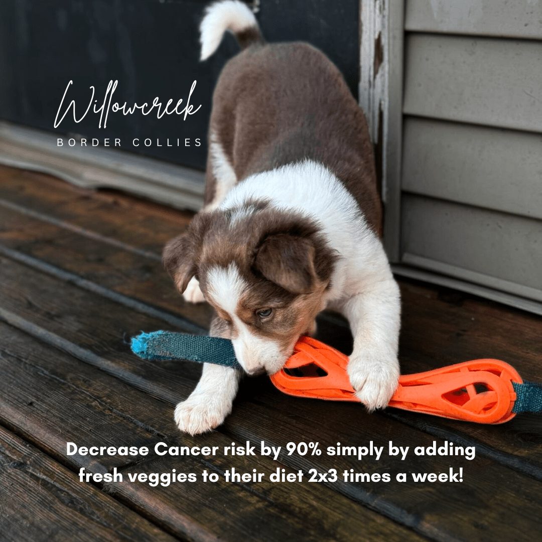 Decrease Border Collie Cancer by 90%