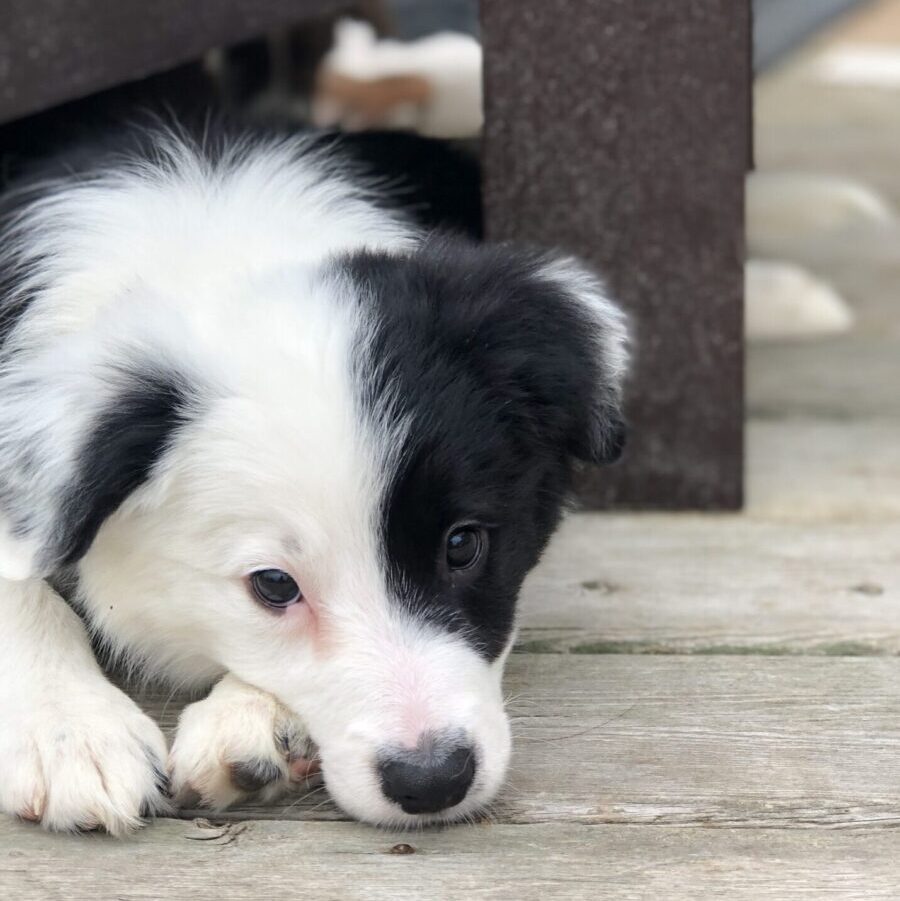 Willowcreek Border Collie Puppies | Border Collie Breeders in Canada