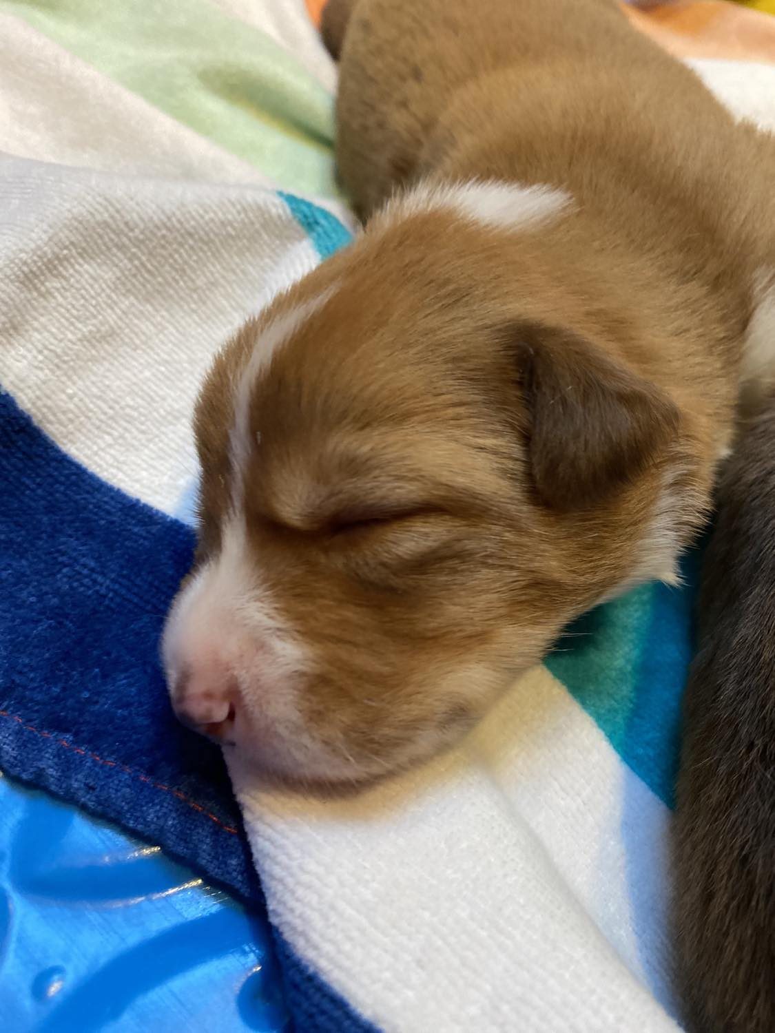Willowcreek Border Collies | Border Collie Puppies
