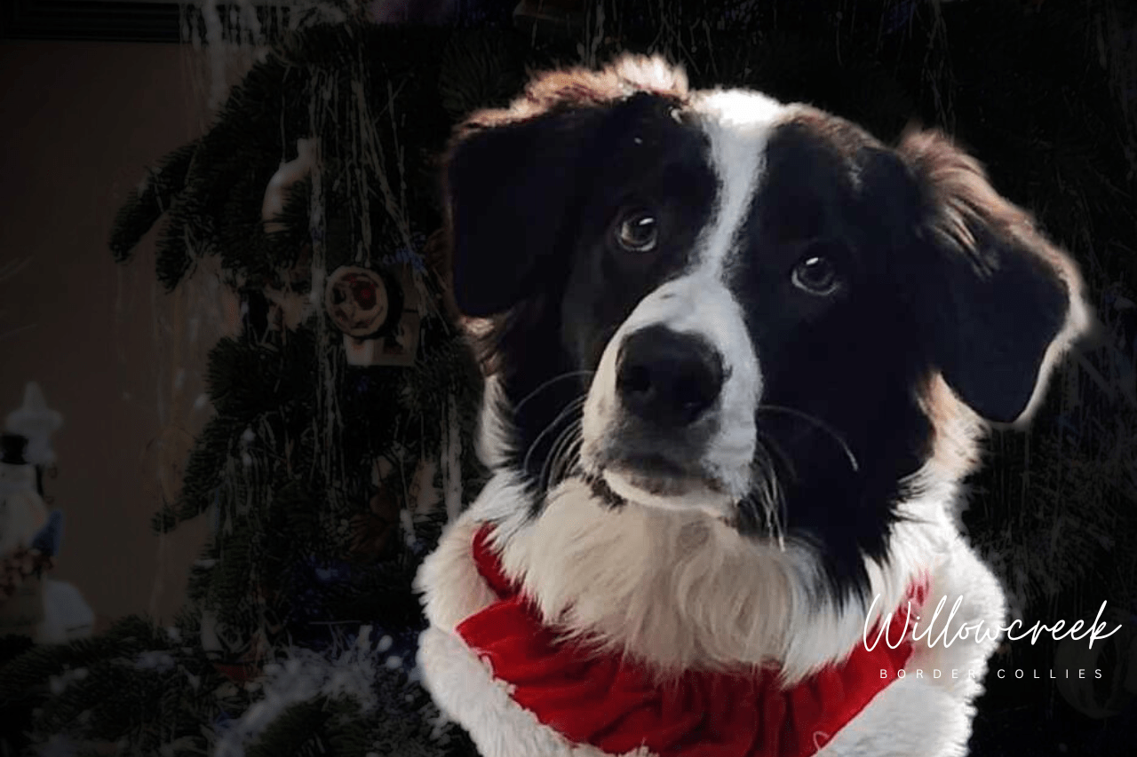 What Our Owners Say — Border Collie Breeder Reviews