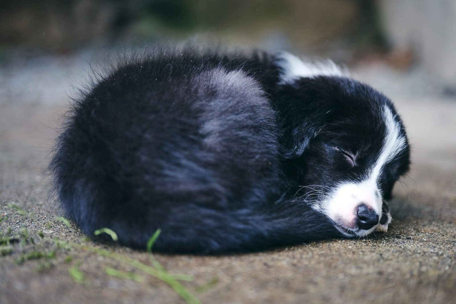Willowcreek Border Collie Puppies | Border Collie Breeders in Canada