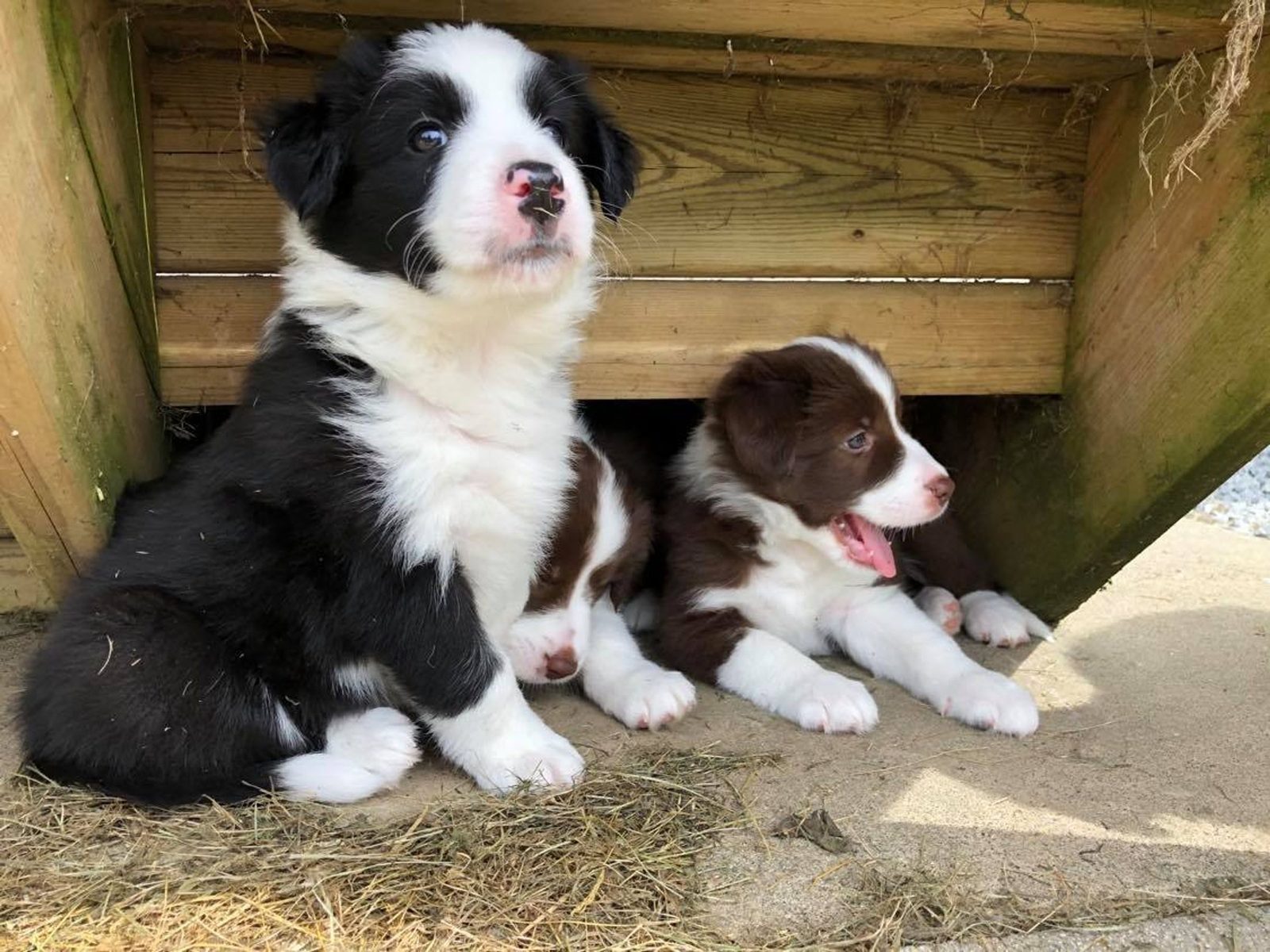 Willowcreek Border Collie Puppies | Border Collie Puppies in Canada