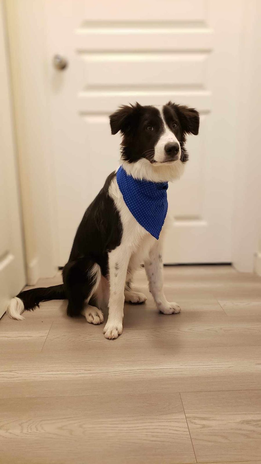 Willowcreek Border Collies | Lizzie