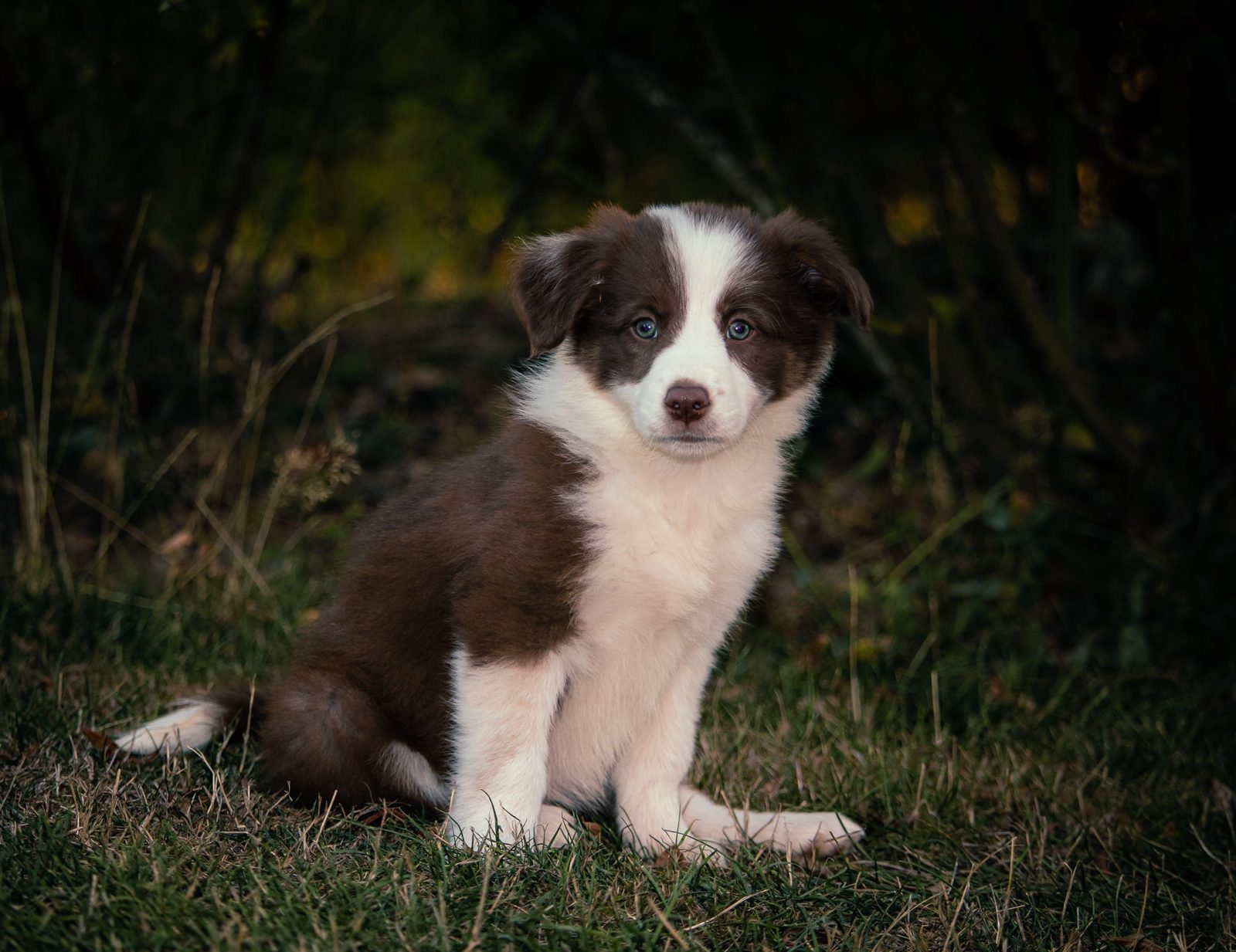 Willowcreek Border Collie Puppies | Border Collie Breeders in Canada
