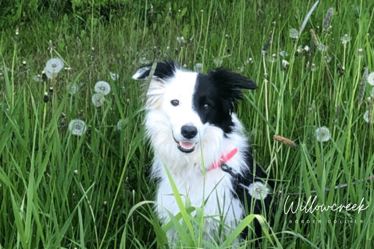 What Our Owners Say — Border Collie Breeder Reviews