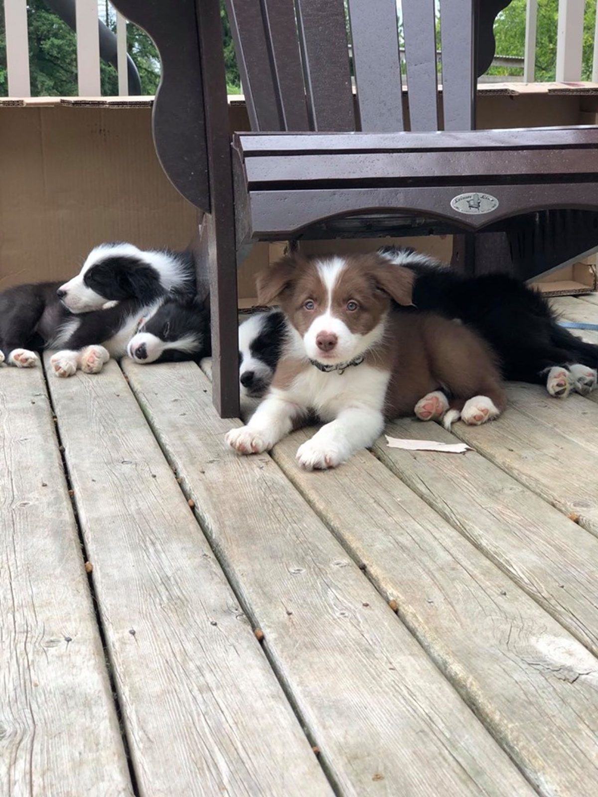 Willowcreek Border Collie Puppies | Border Collie Breeders in Canada
