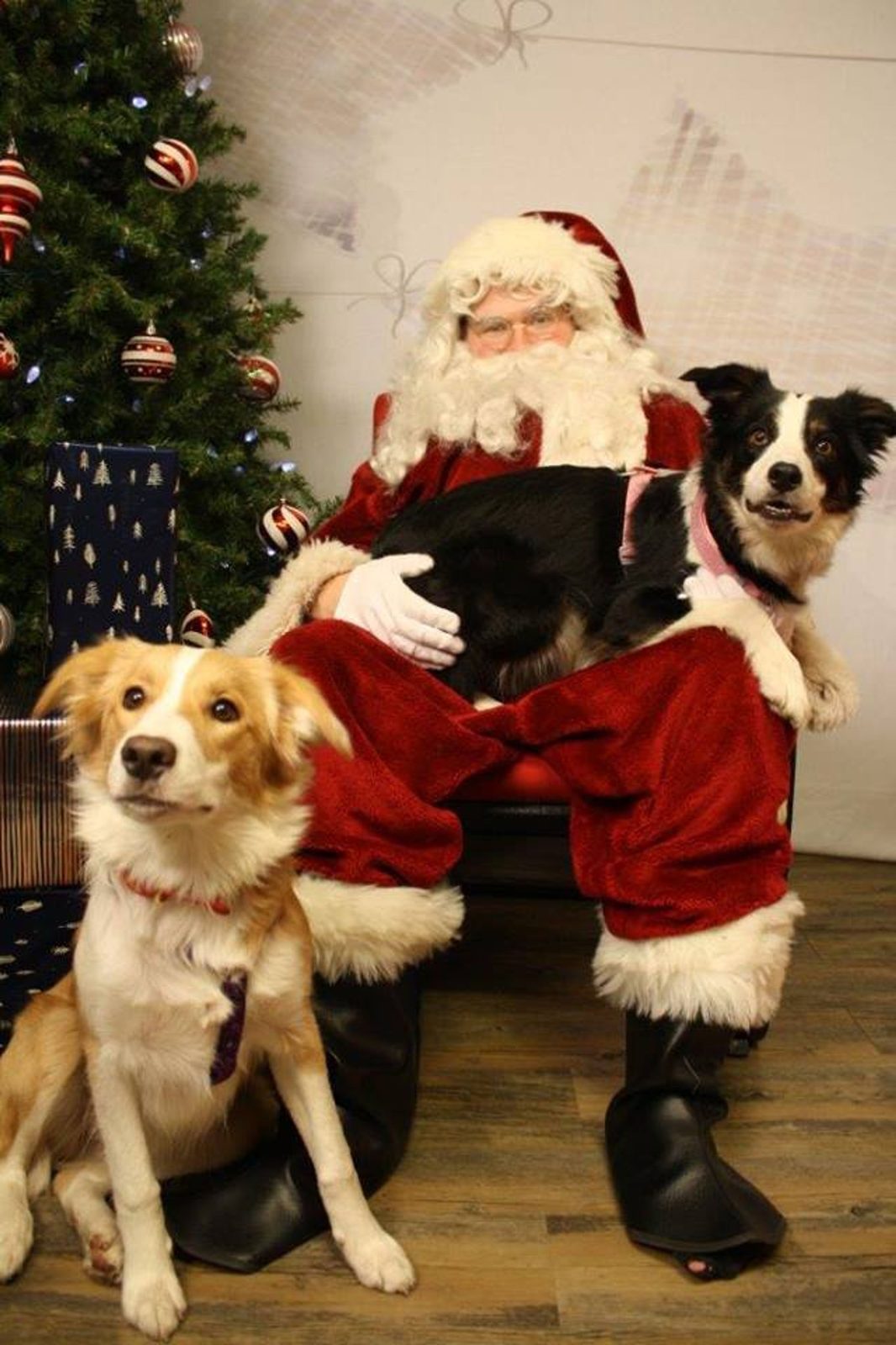 Willowcreek Border Collie Puppies | Border Collie Puppies in Canada