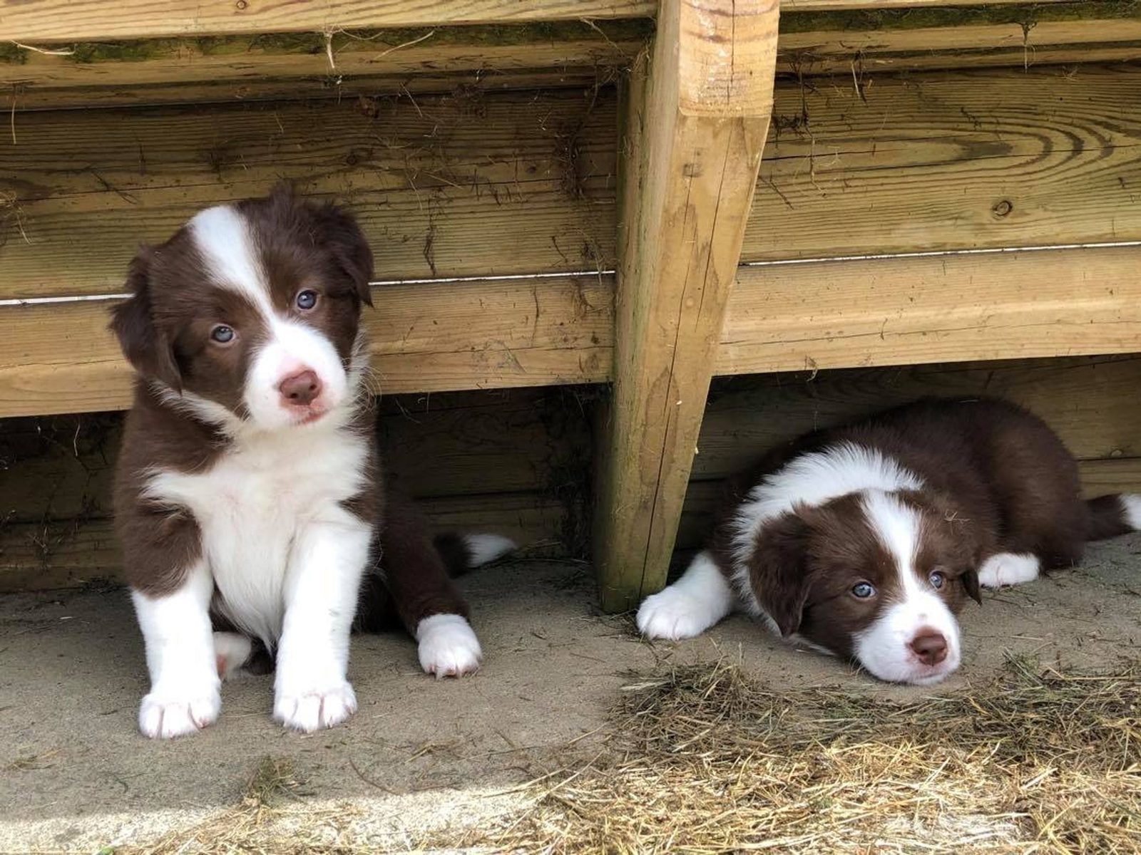 Willowcreek Border Collie Puppies | Border Collie Puppies in Canada