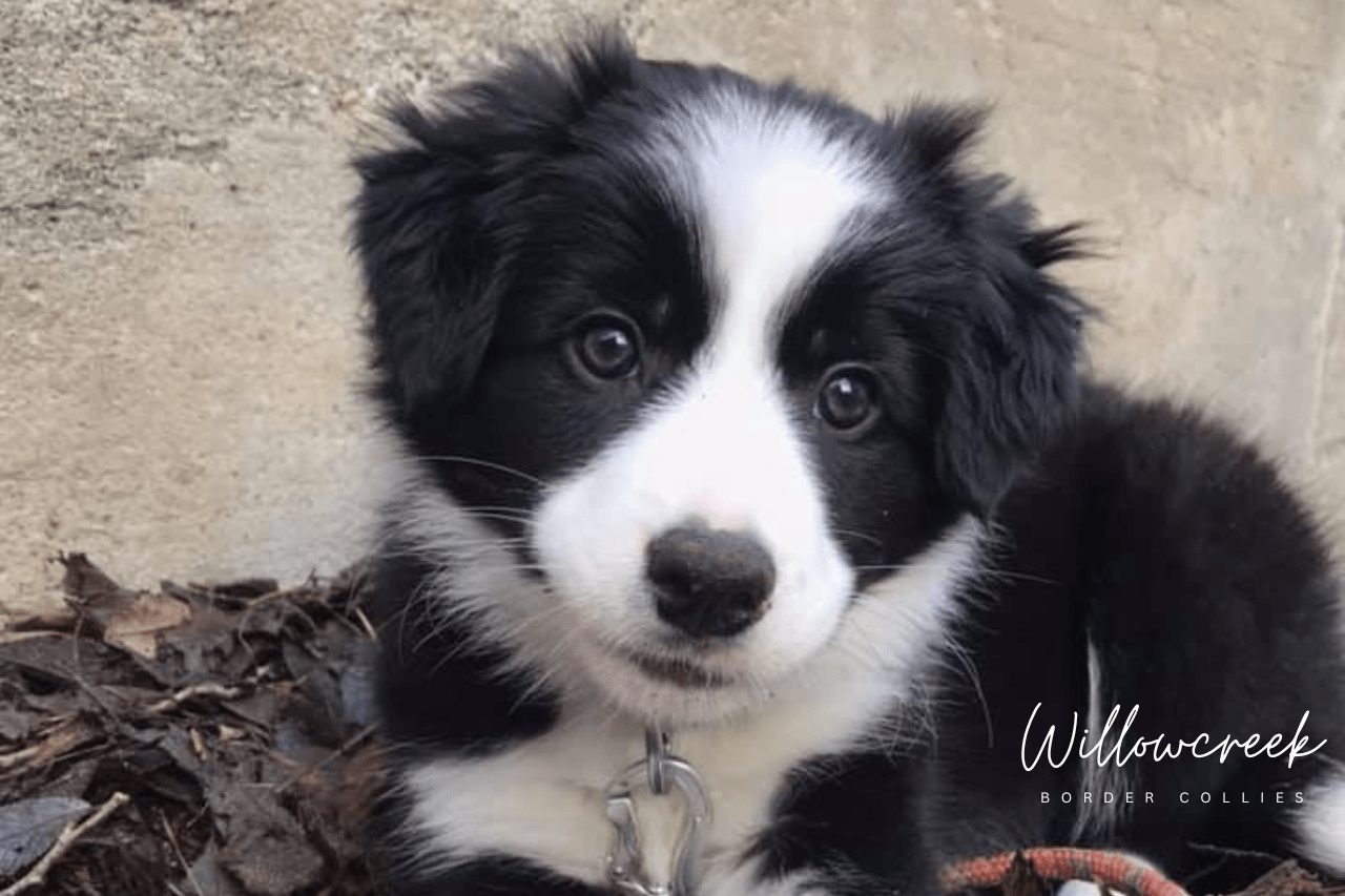Best Border Collie Breeders