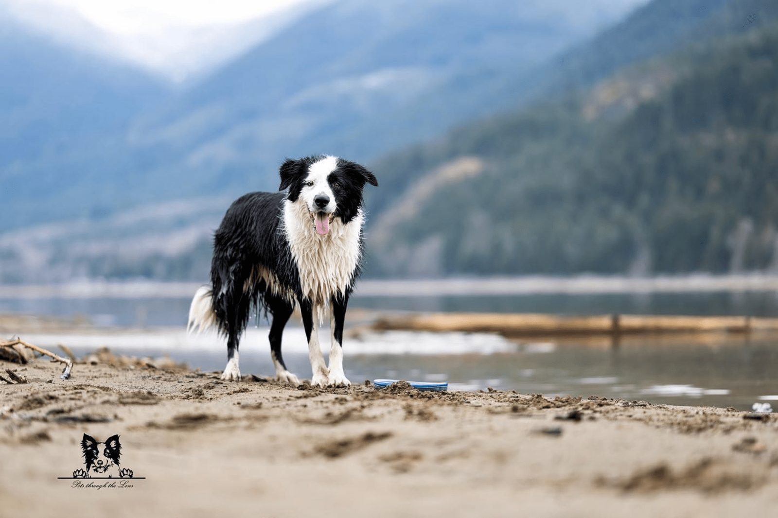 Willowcreek Border Collies | Border Collie Breeders in Canada