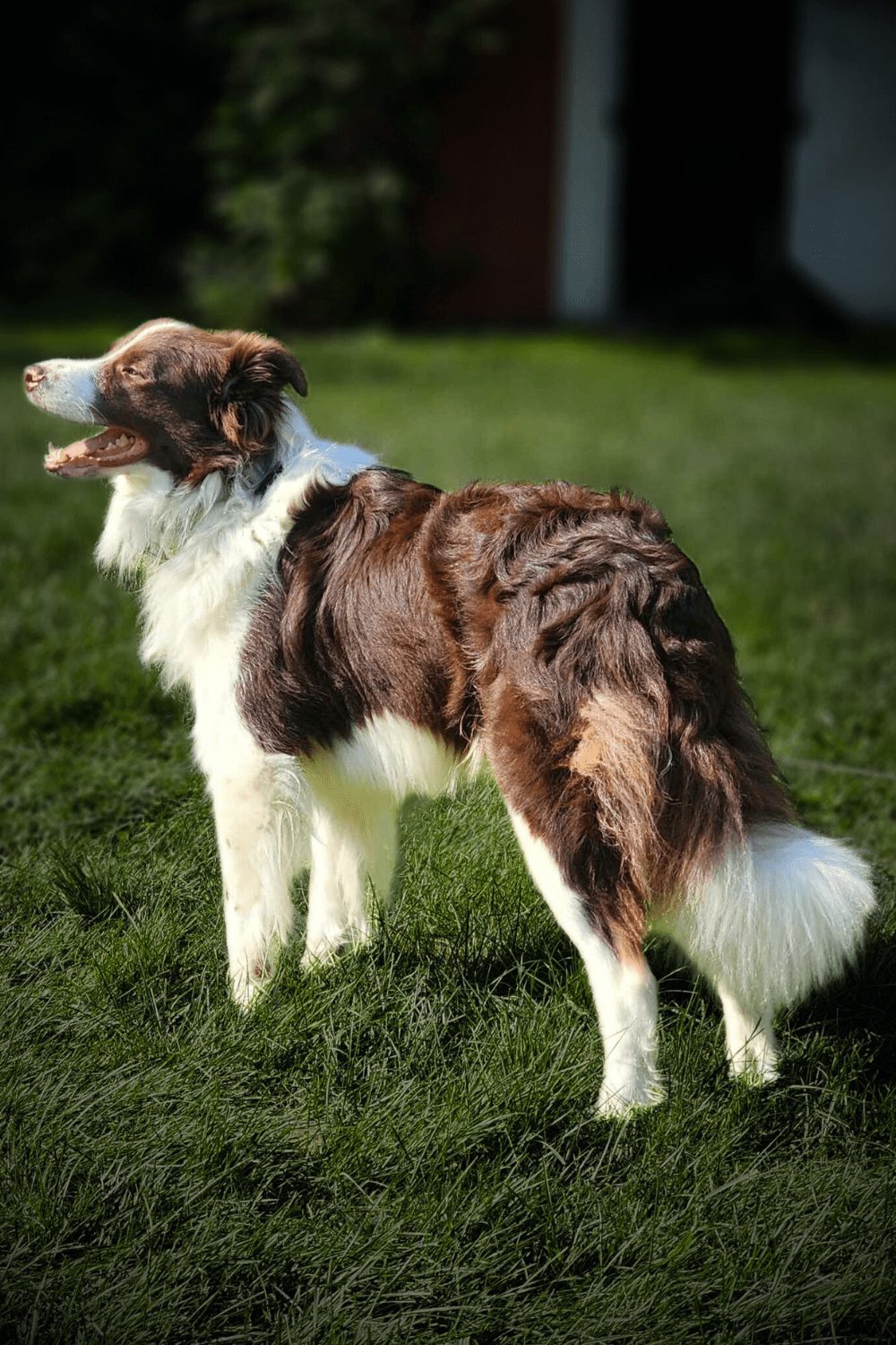 Willowcreek Border Collies | Border Collie Breeders in Canada