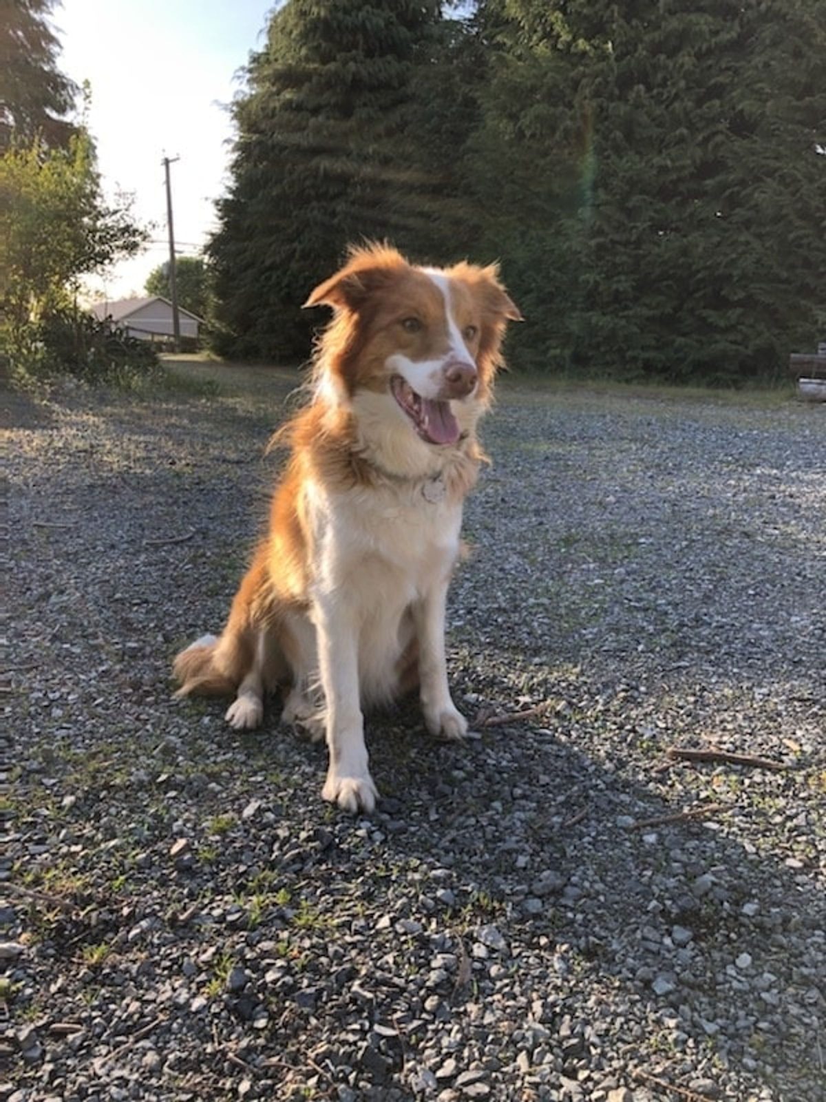Willowcreek Border Collie Puppies | Border Collie Puppies in Canada