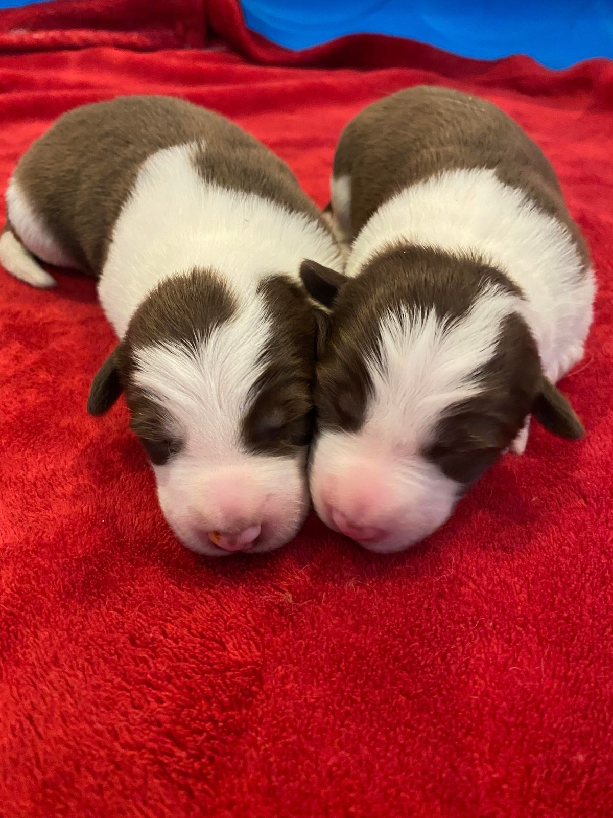 Available Border Collie Puppies