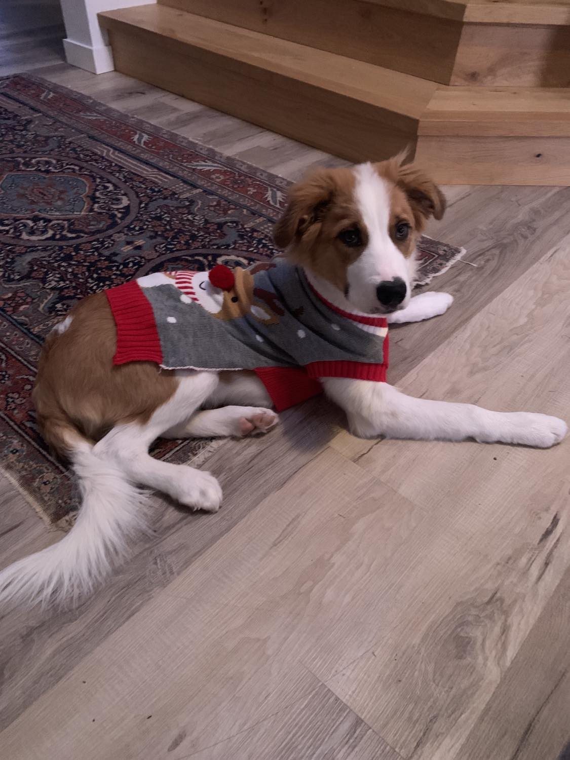Willowcreek Border Collies | Border Collie Puppies