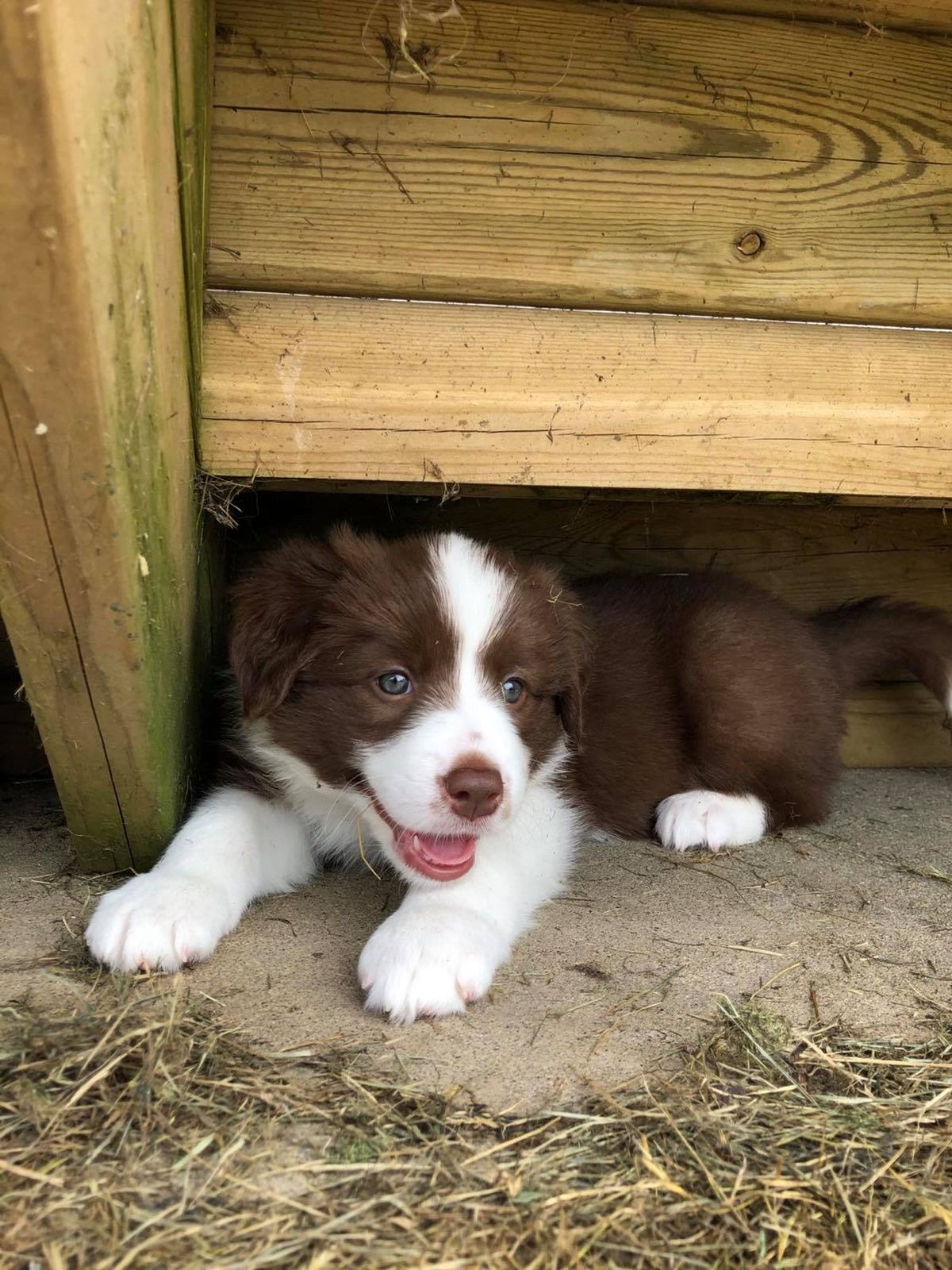 Willowcreek Border Collie Puppies | Border Collie Puppies in Canada