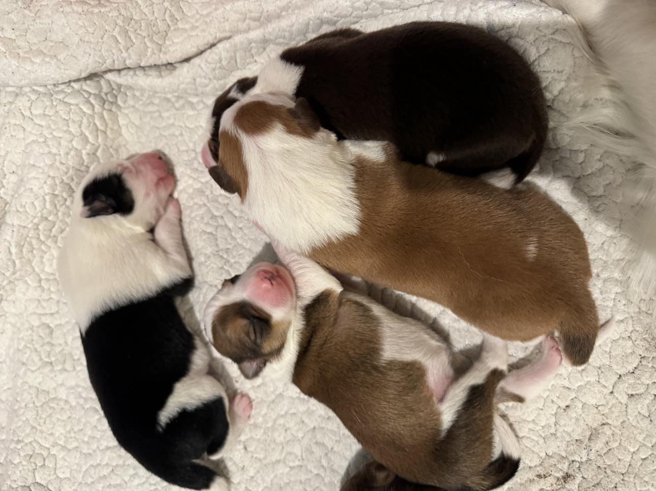Available Border Collie Puppies