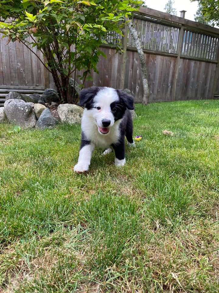 Willowcreek Border Collie Puppies | Border Collie Breeders in Canada