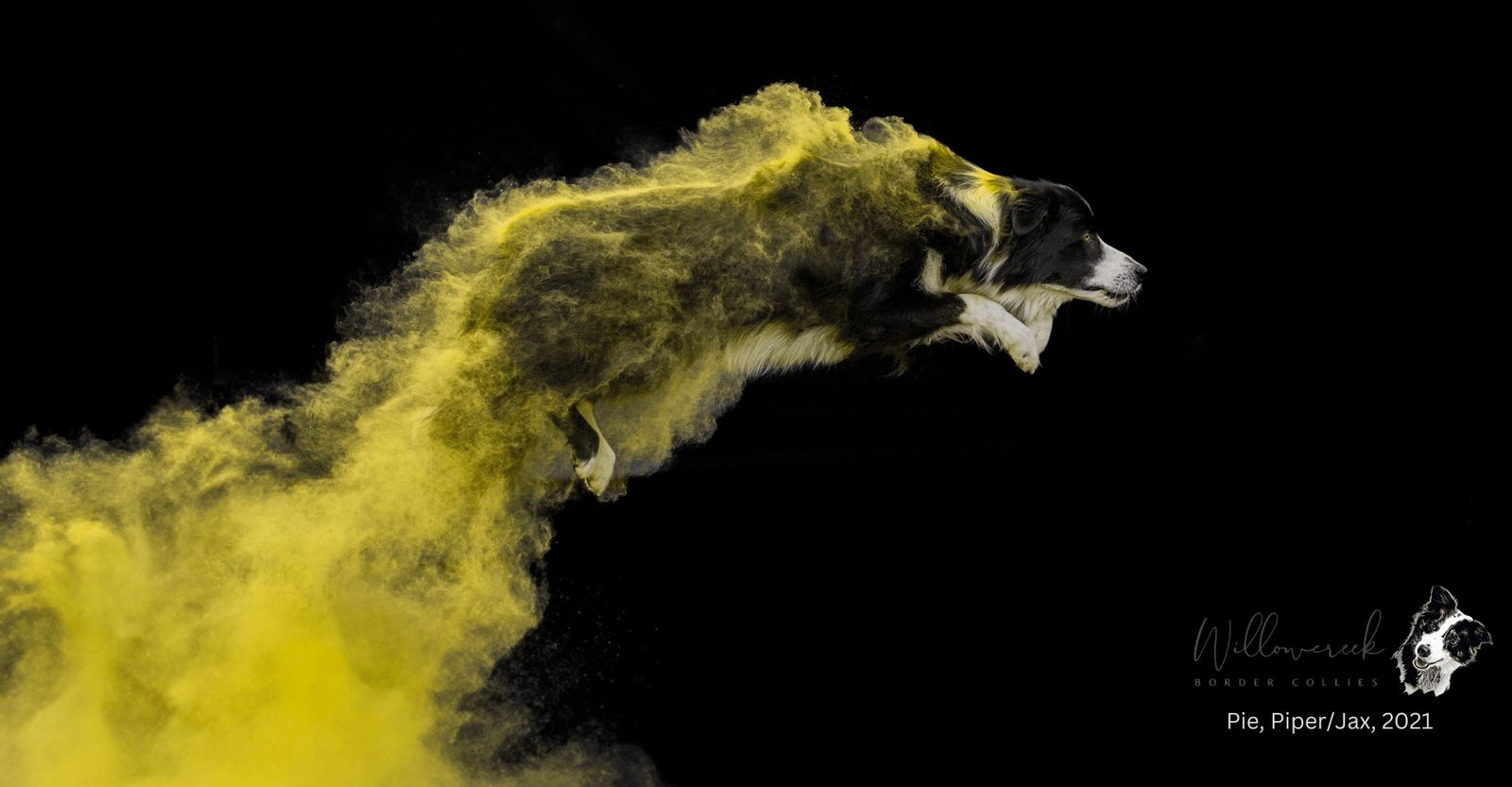 Willowcreek Border Collies | Border Collie Breeders in Canada