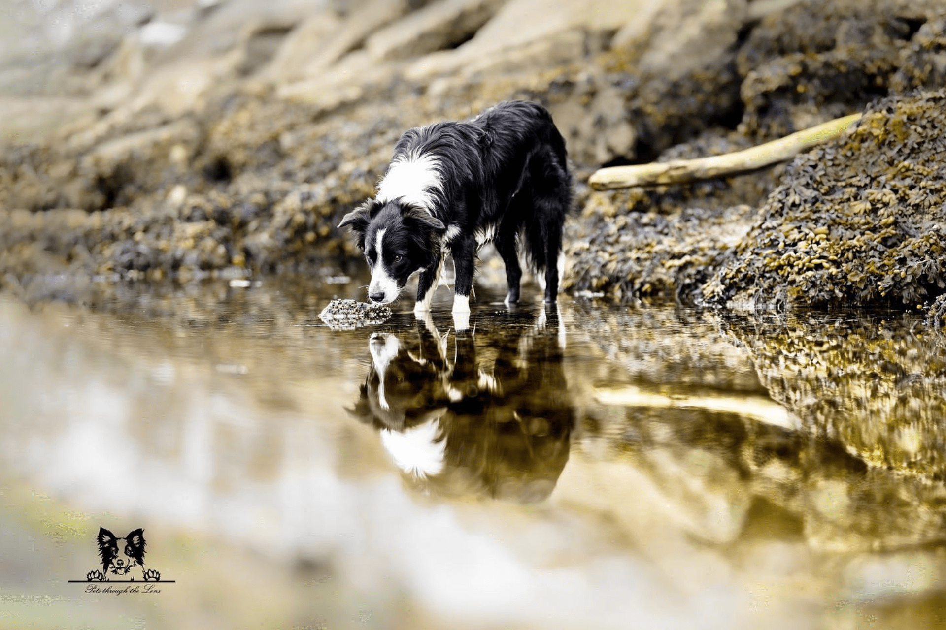 Pet Photography — Pets Through The Lens