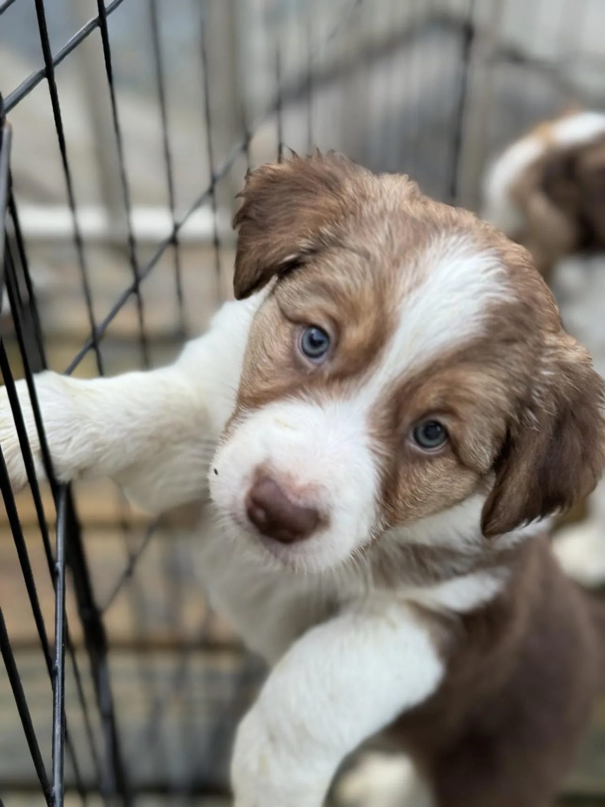 Best Border Collie Breeder in BC