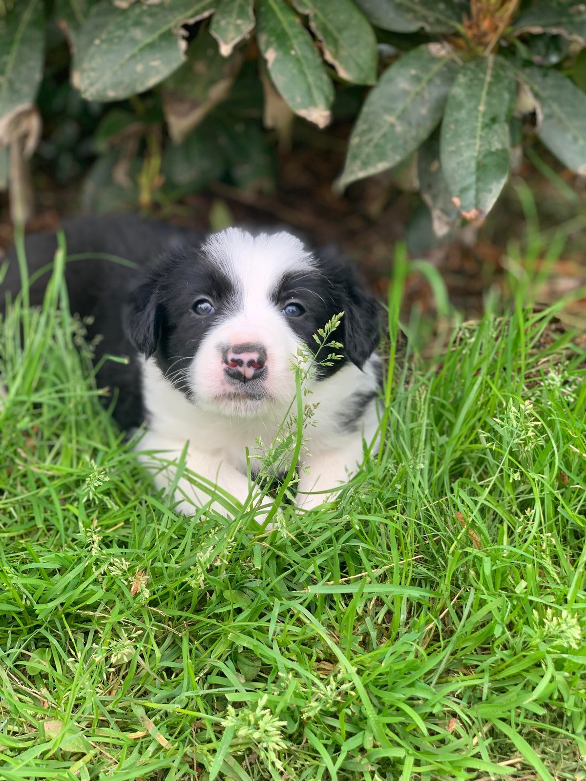 Best Border Collie Breeder in BC