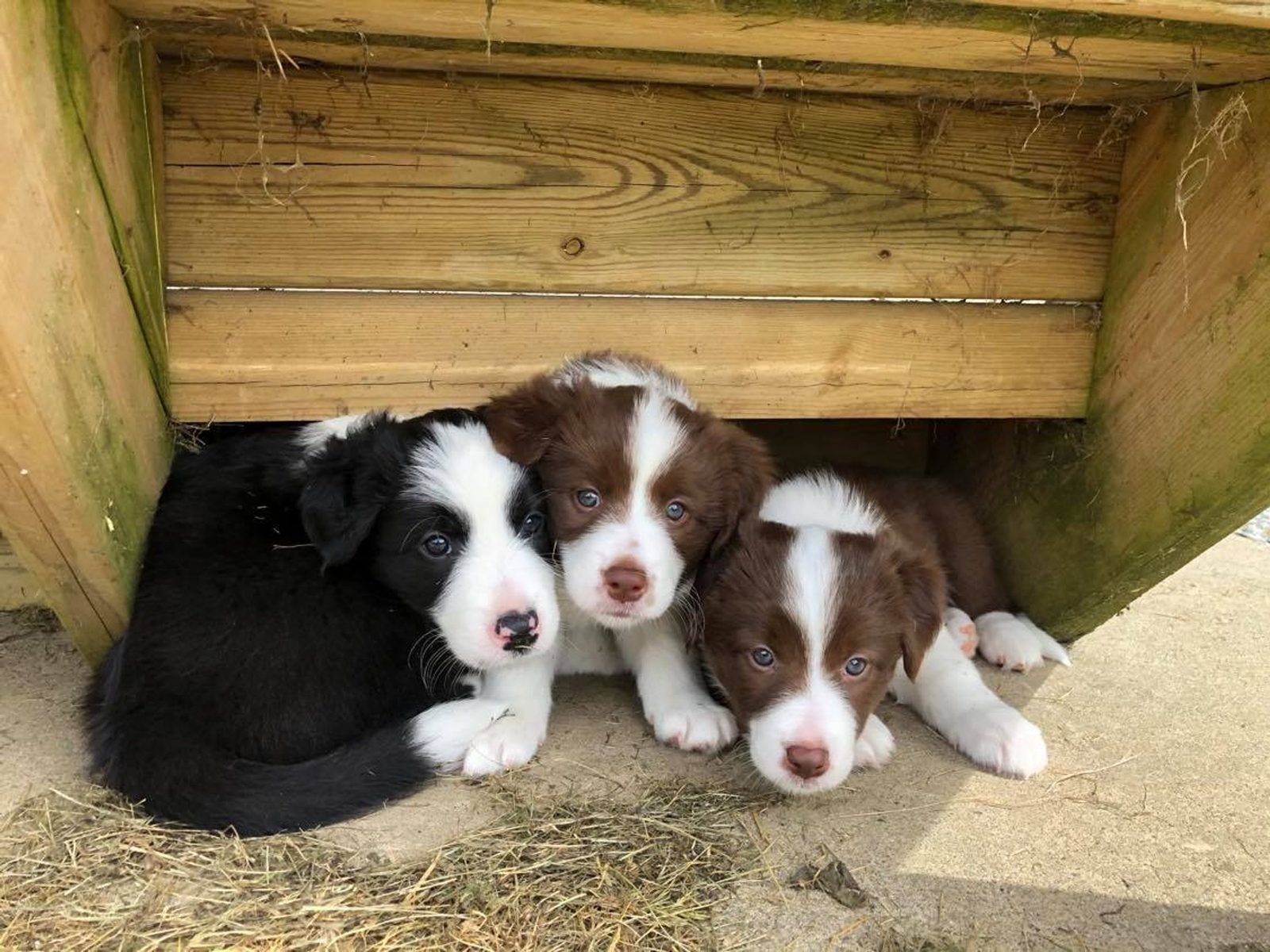Willowcreek Border Collie Puppies | Border Collie Puppies in Canada