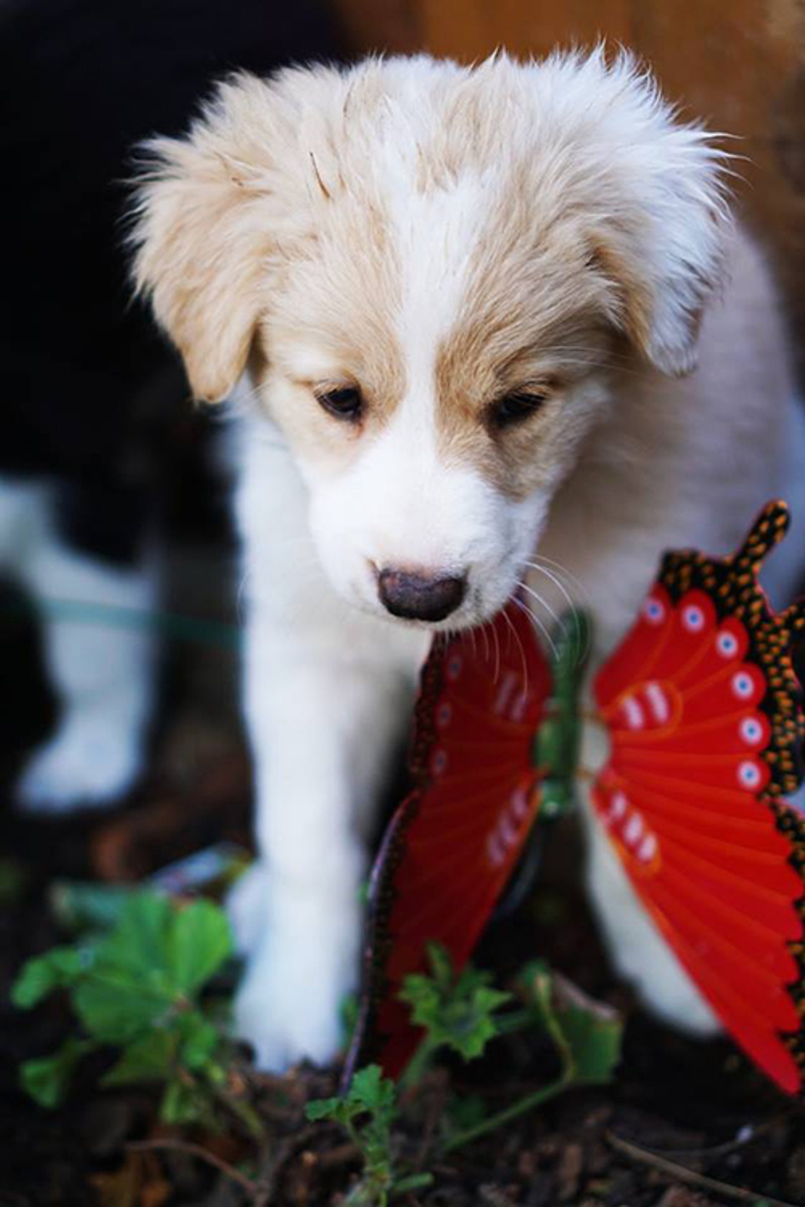 Bringing Home Your Border Collie Puppy: