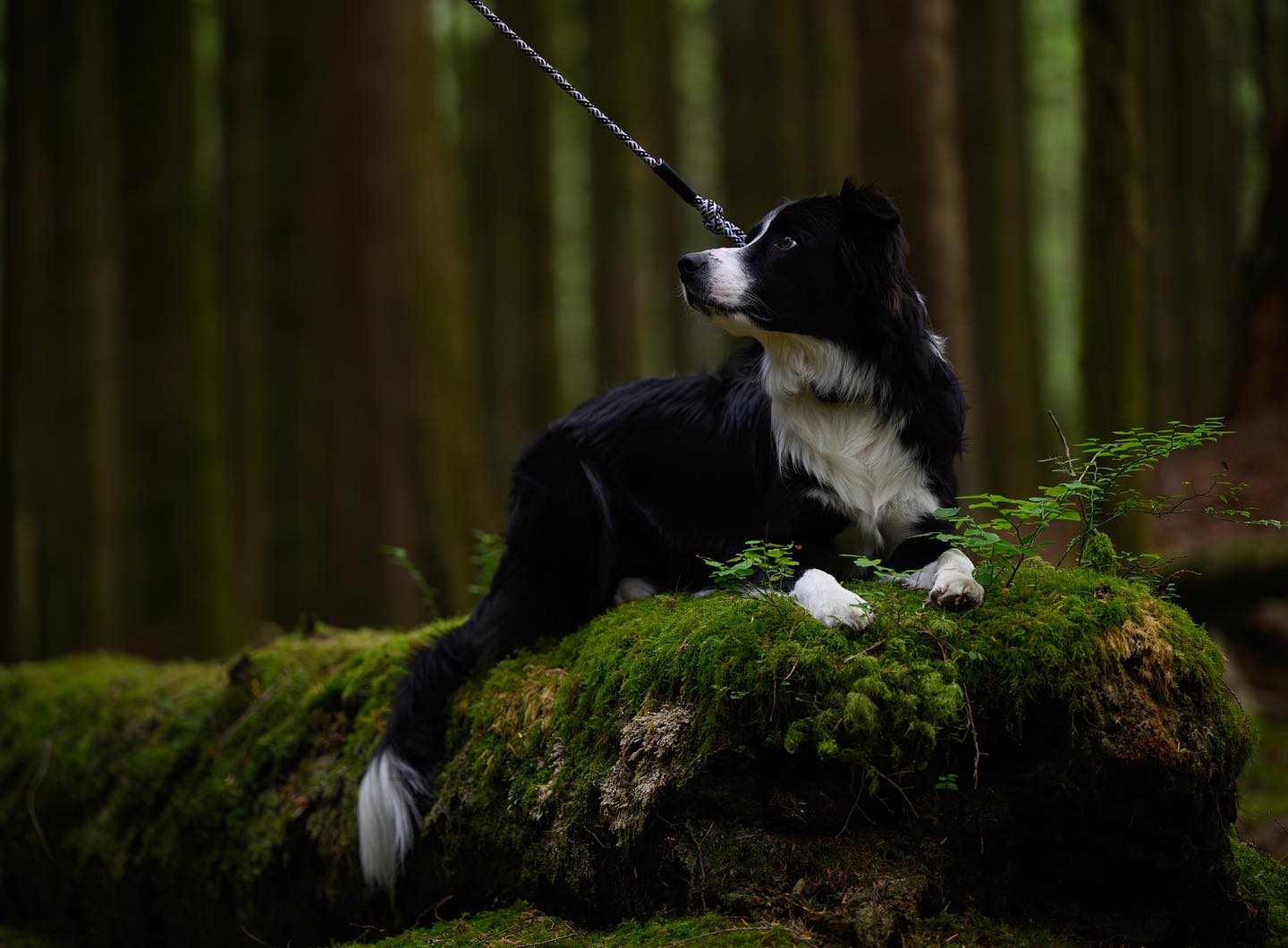 Pet Photography — Pets Through The Lens