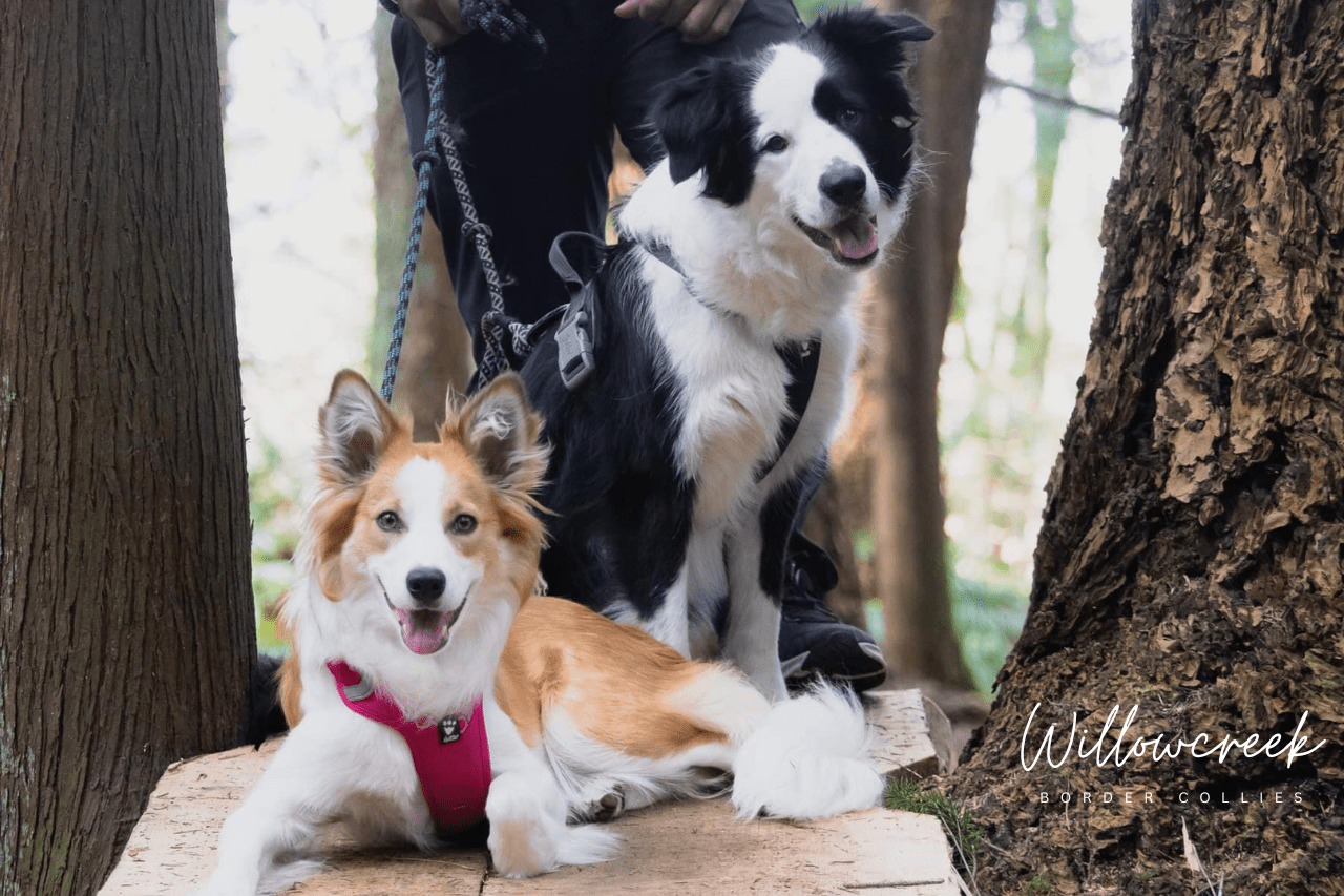 What Our Owners Say — Border Collie Breeder Reviews