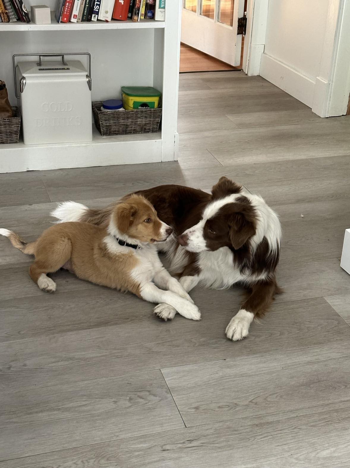 Willowcreek Border Collies | Tavish