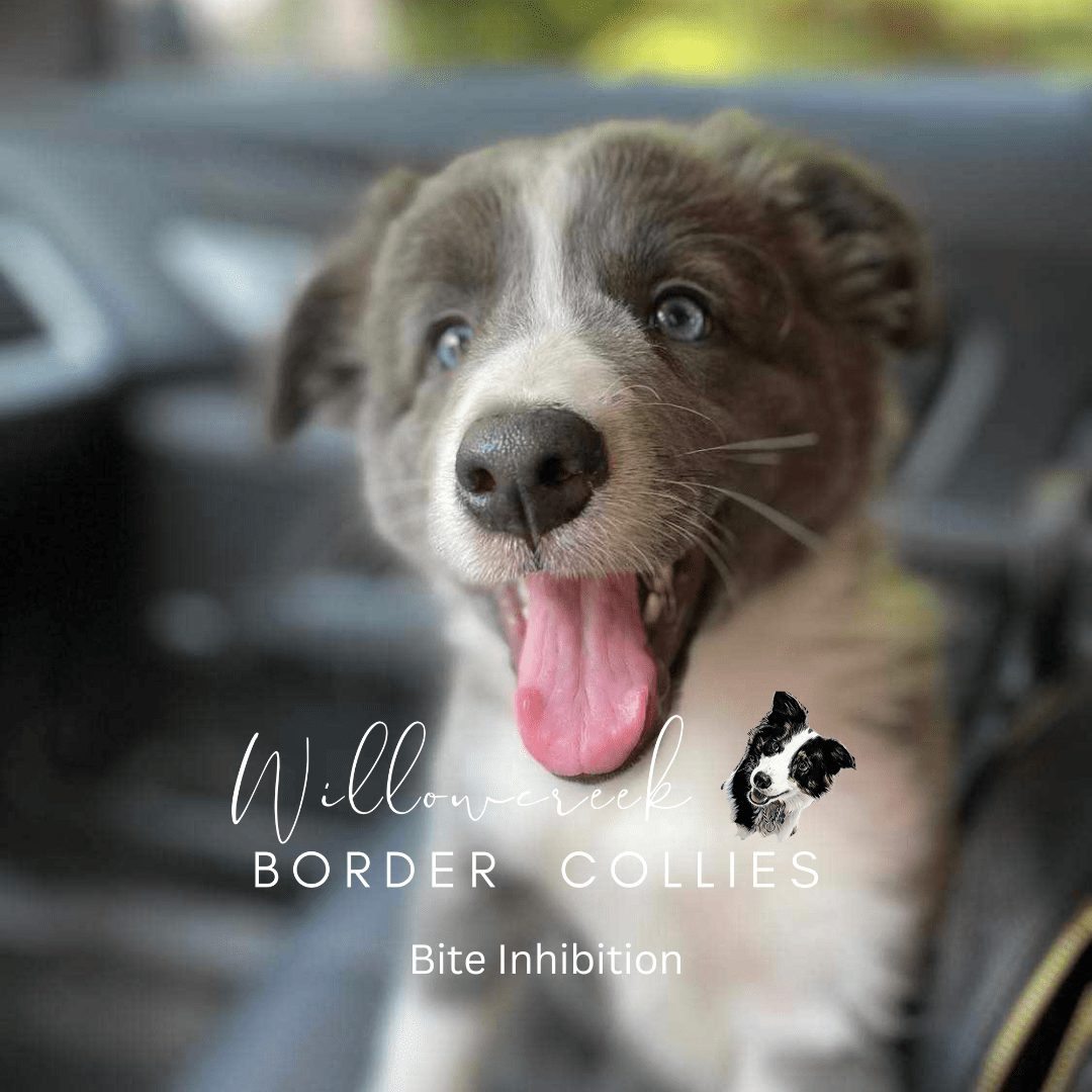 Bite Inhibition | The Puppy Shark