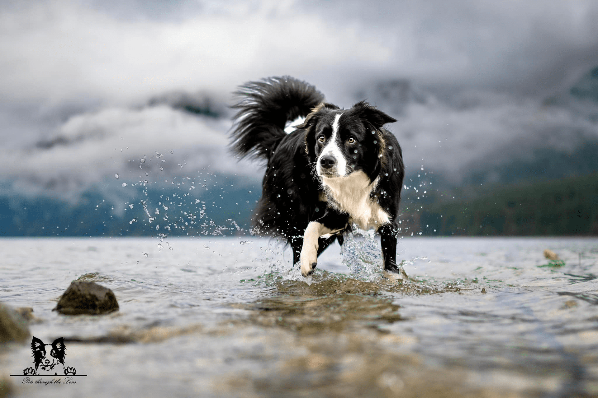 Pet Photography — Pets Through The Lens