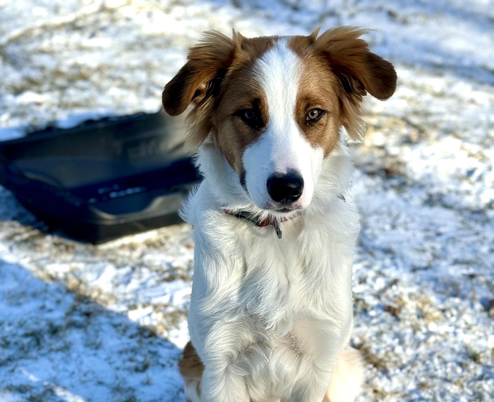 Willowcreek Border Collies | Border Collie Puppies