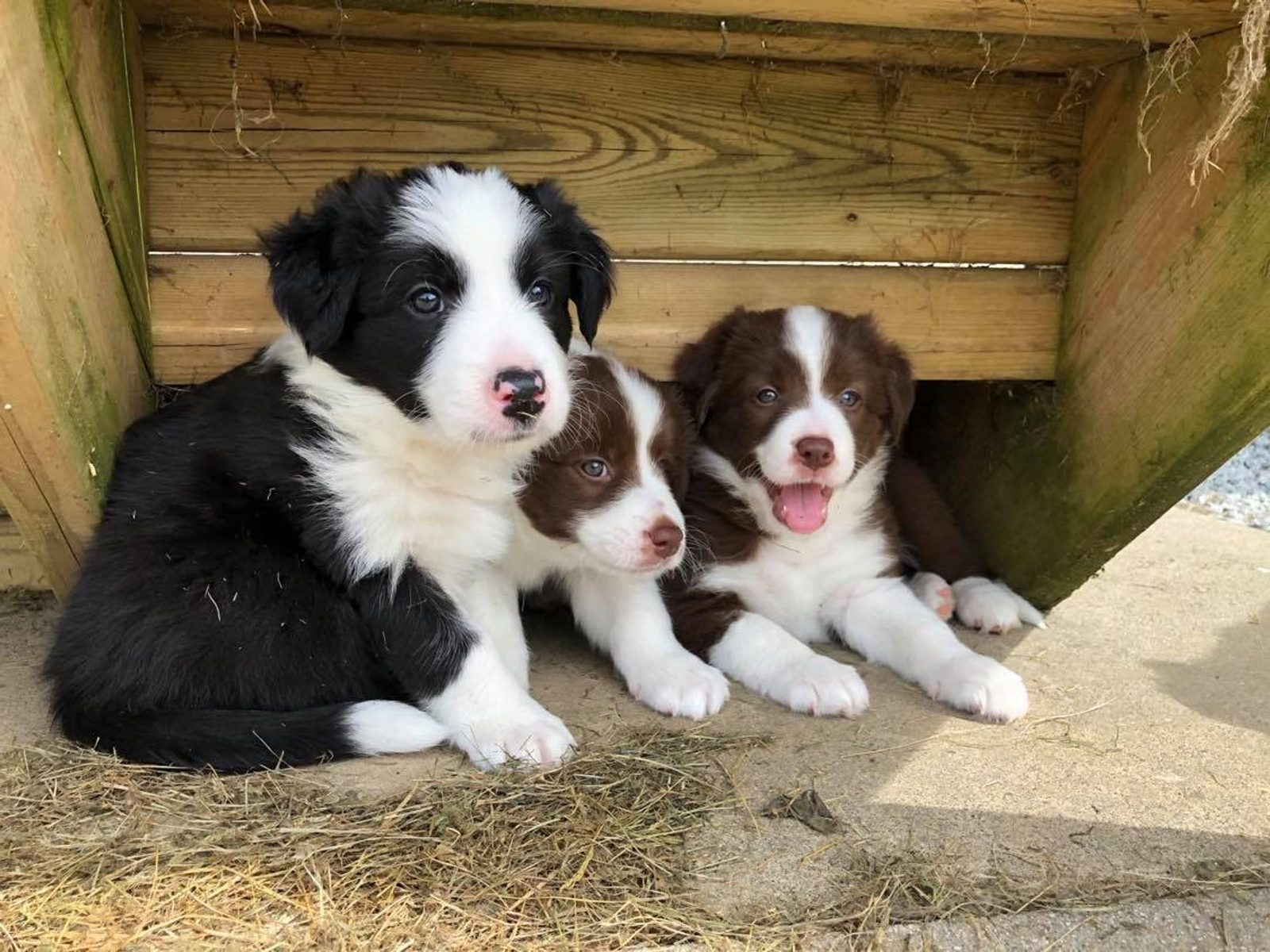 Willowcreek Border Collie Puppies | Border Collie Puppies in Canada