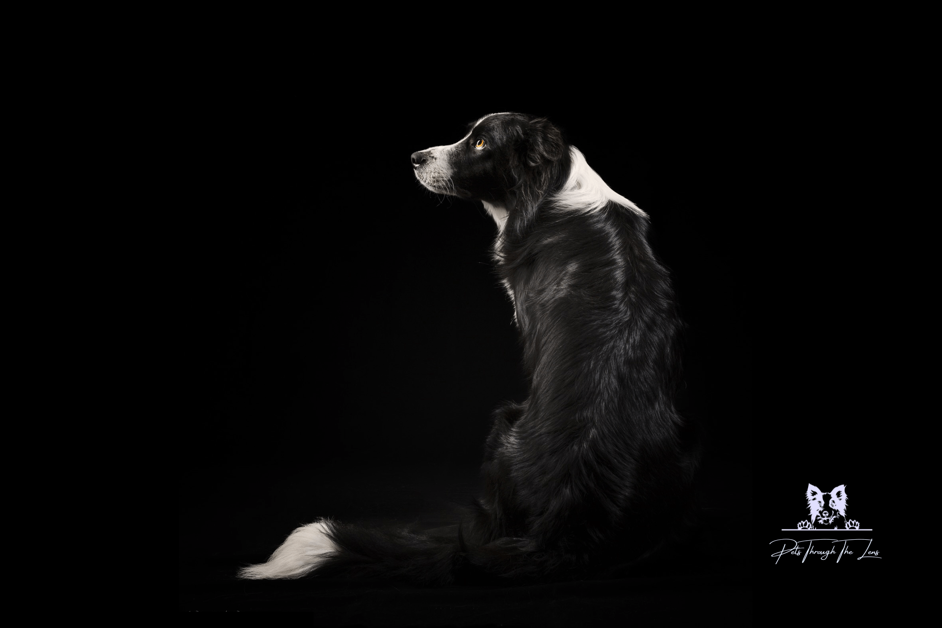 Pet Photography — Pets Through The Lens