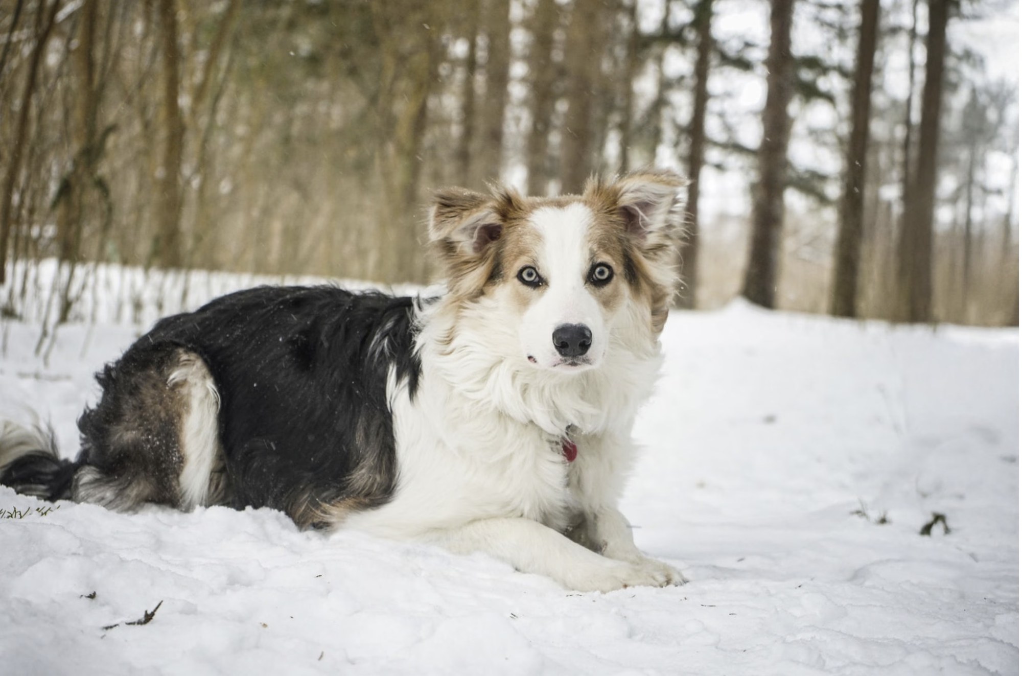 Indy in the winter woods