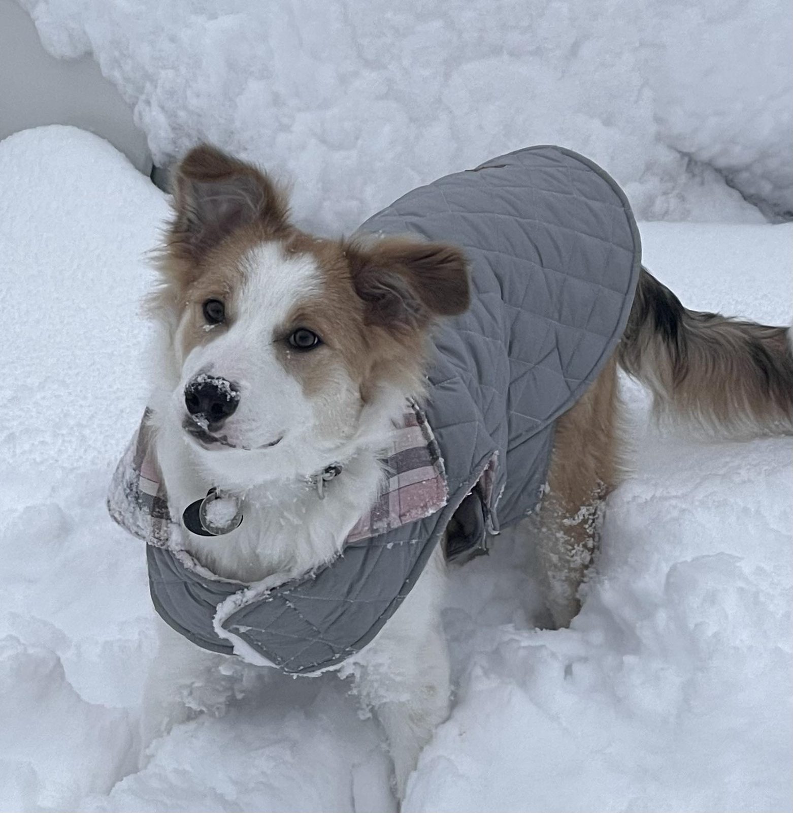 Willowcreek Border Collies | Border Collie Puppies
