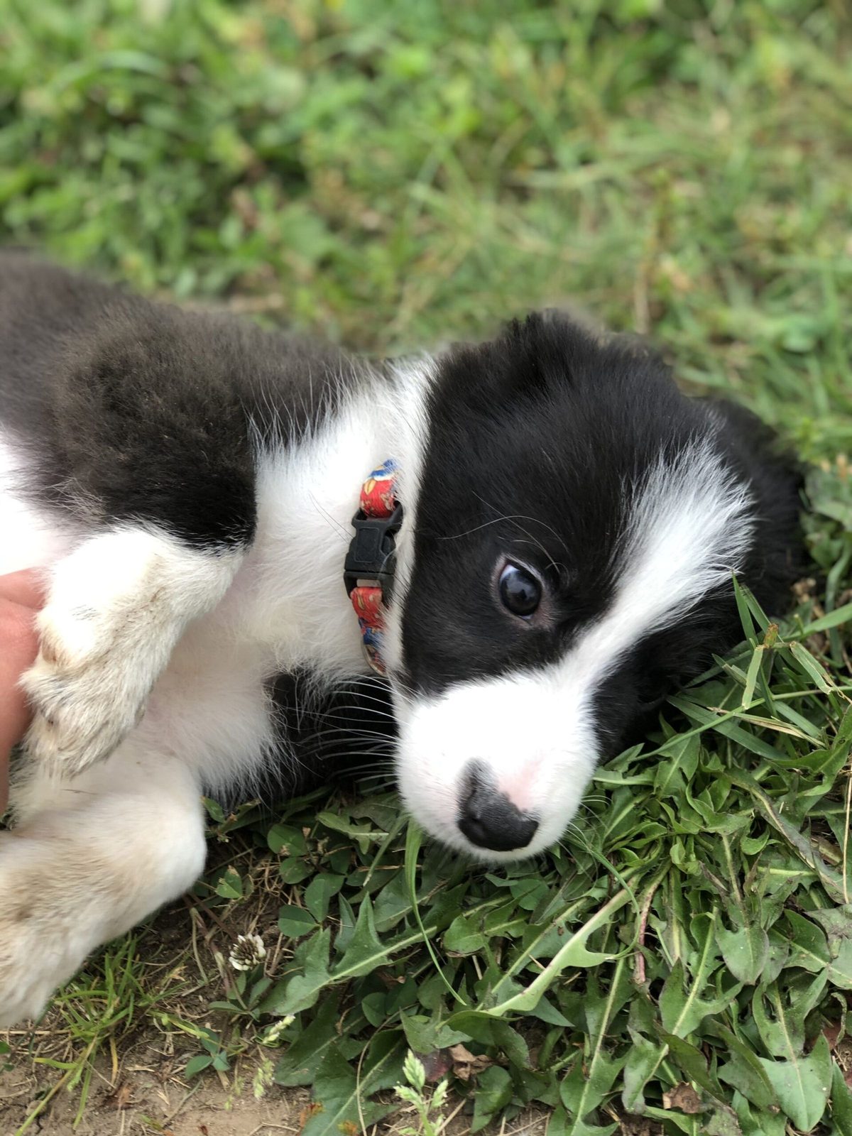 Willowcreek Border Collie Puppies | Border Collie Breeders in Canada