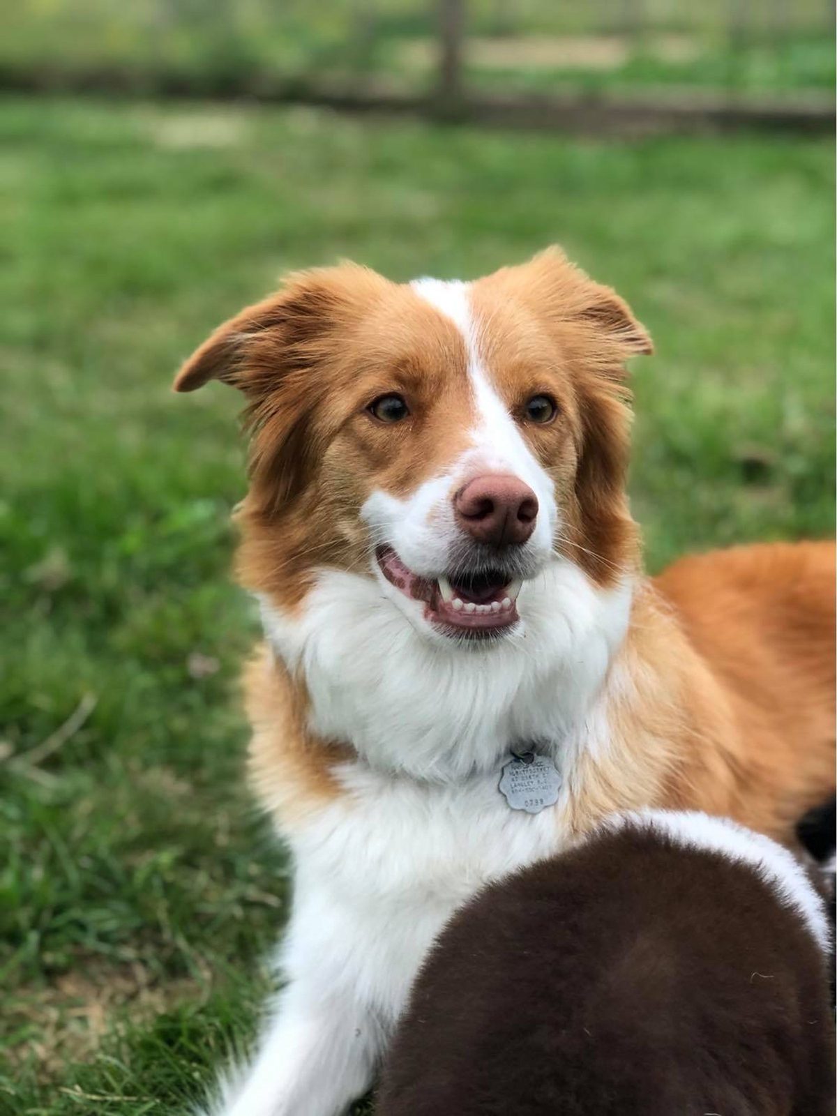 Willowcreek Border Collie Puppies | Border Collie Puppies in Canada