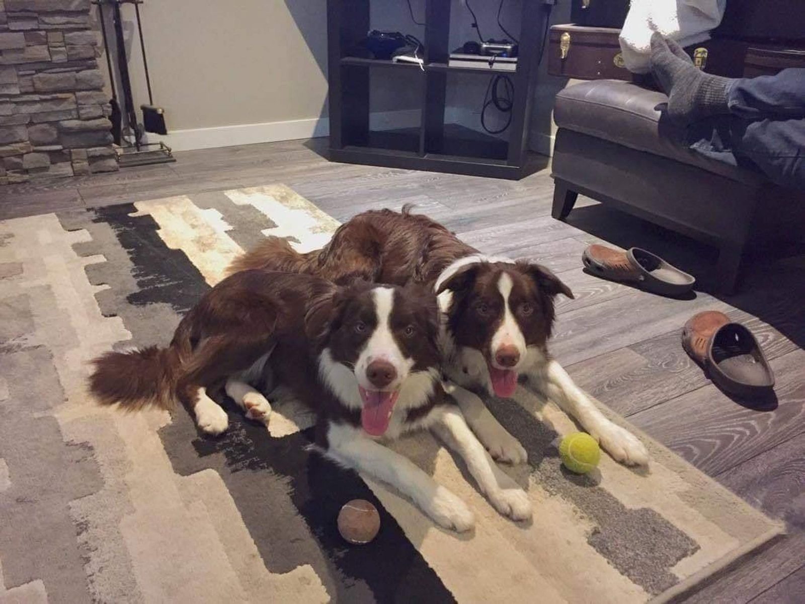 Willowcreek Border Collie Puppies | Border Collie Puppies in Canada