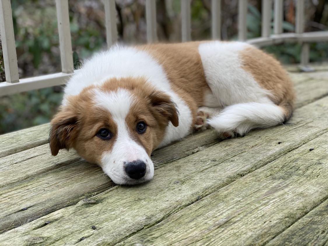 Willowcreek Border Collies | Border Collie Puppies